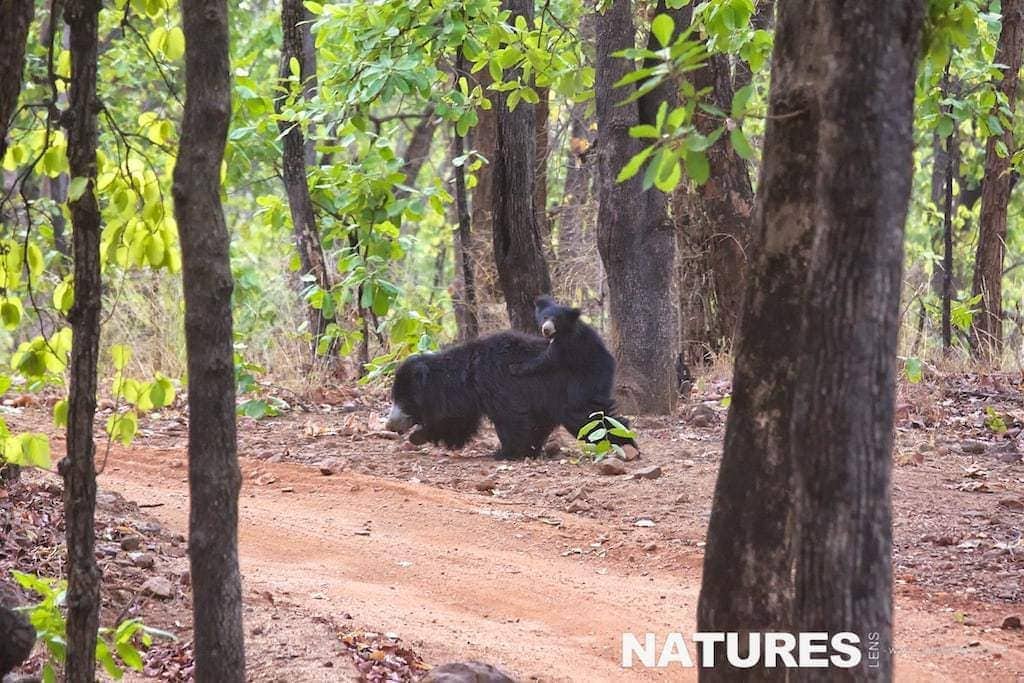 Sloth Bears In Bandhavgarh National Park Where You Can Also Photograph Bengal Tigers
