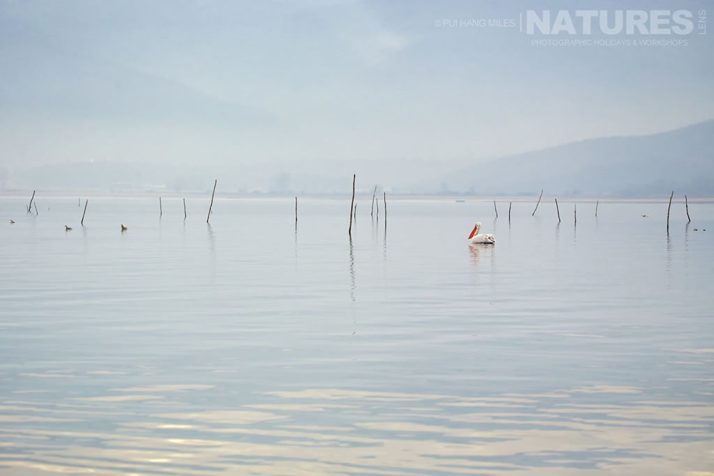 2015 Dalmatian Pelicans of Lake Kerkini photography holiday report with NaturesLens in {acf_year}