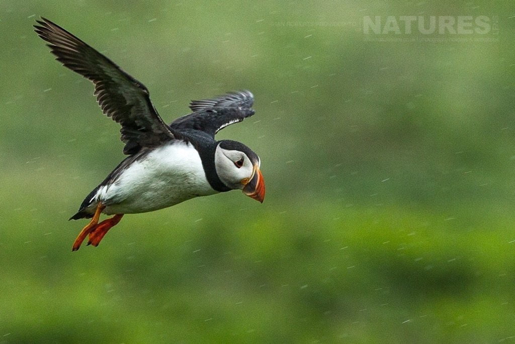 Ian’s Memories of Skomer’s Puffins with NaturesLens in {acf_year}