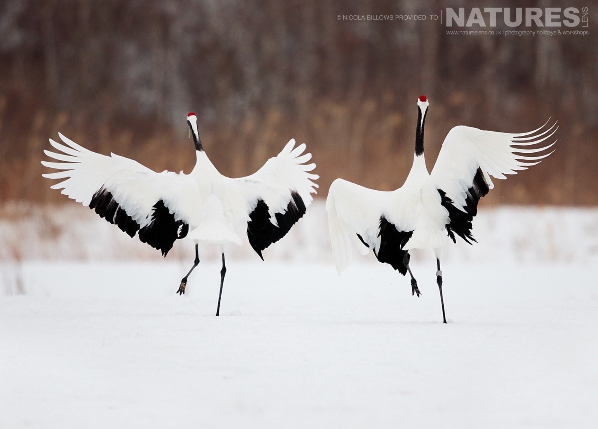 A Duo Of Red Crowned Cranes Perform Their Dance On The Snowy Landscape Of Hokkaido Photographed By Nicola Billows During The Natureslens Japanese Winter Wildlife Photography Holiday