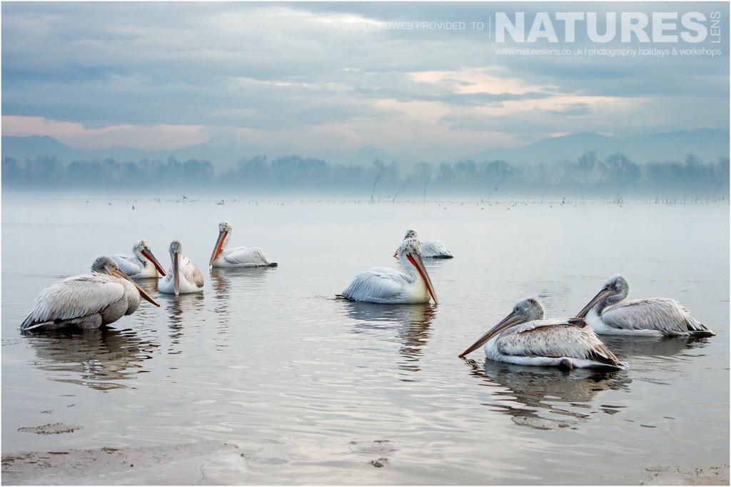 A Truly Beautiful Scene Of The Dalmatian Pelicans With The Mist Rising Behind Them Off The Lake Photographed During The Natureslens Dalmatian Pelican Photography Holiday