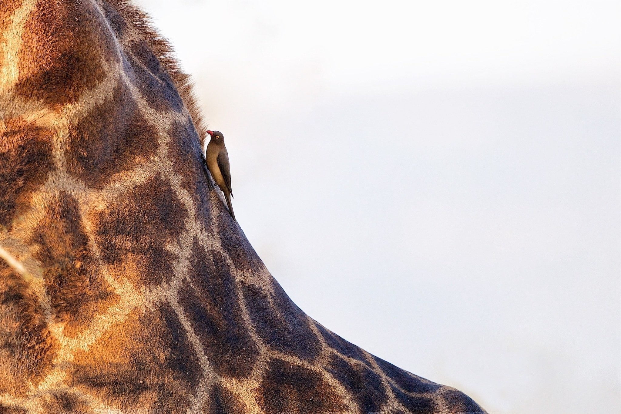 An Oxpecker Sat On A The Neck Of A Giraffe Photographed During The Natureslens African Wildlife Of Zimanga Photography Holiday