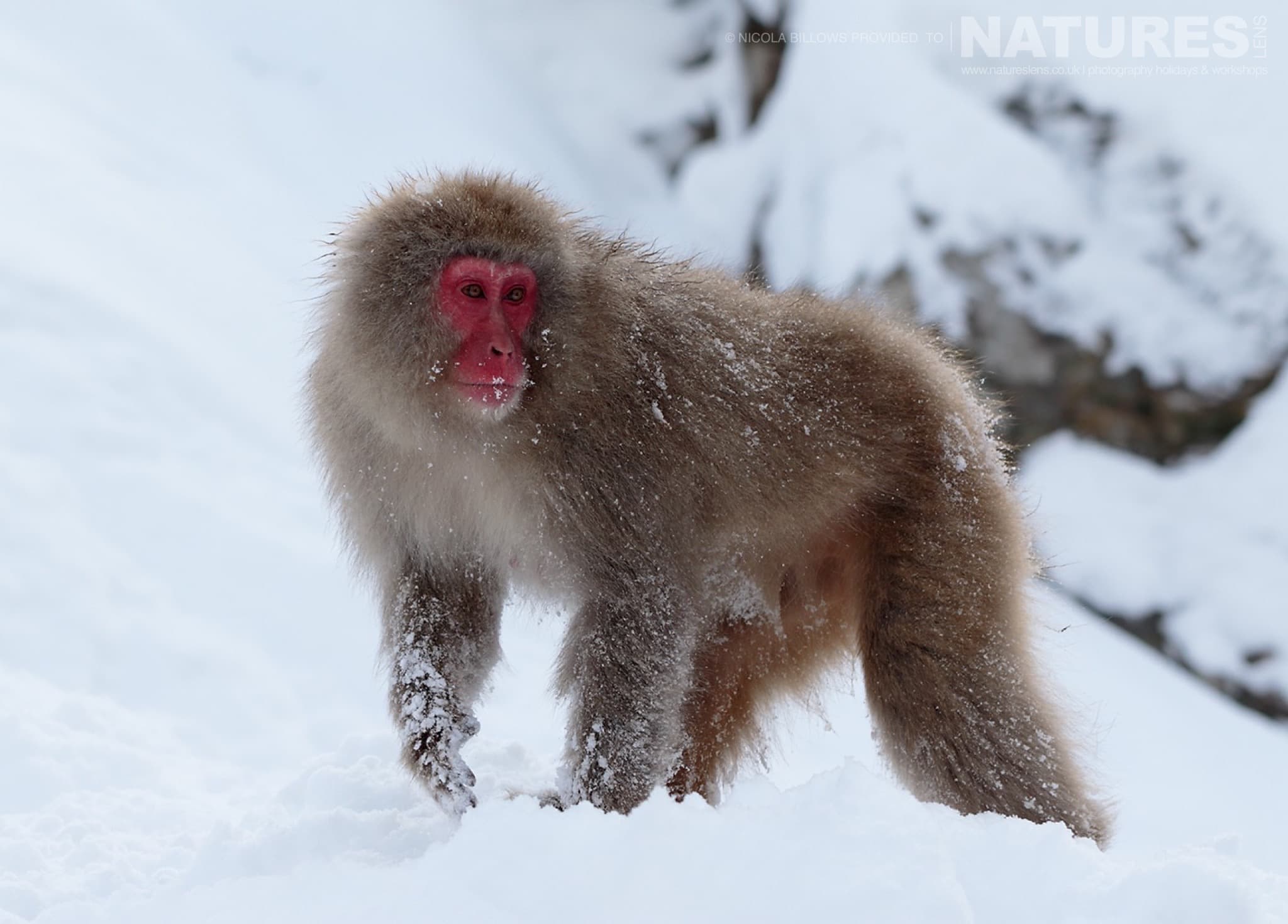 Jigokudani Monkey Park