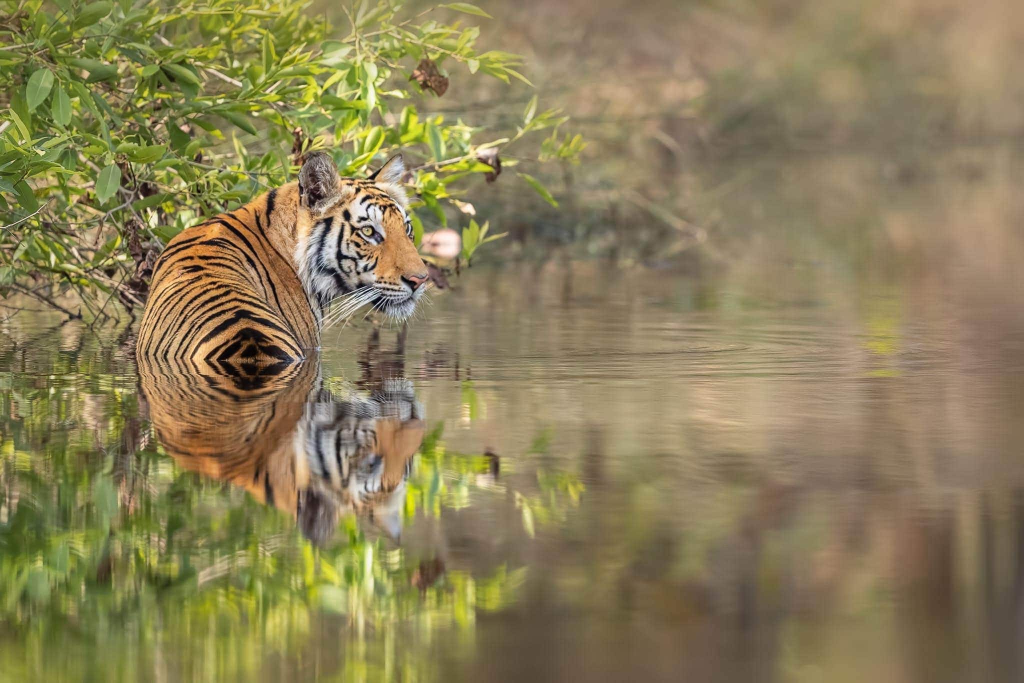 Join Us For The Majestic Bengal Tigers of India Photography Tour