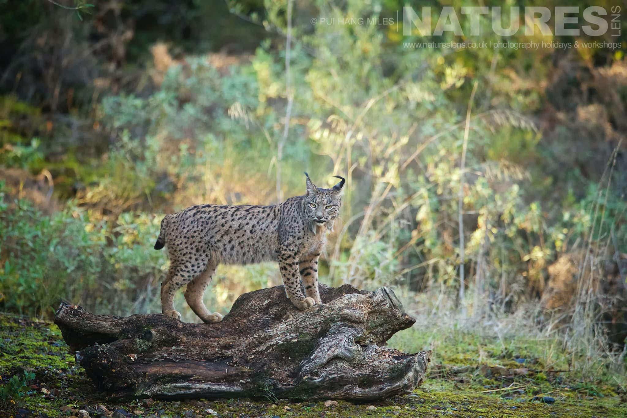 The Male Lynx Pauses And Stands On A Fallen Log Image Captured During A Natureslens Wildcat Eagles Iberian Lynx Of Spain Photography Holiday