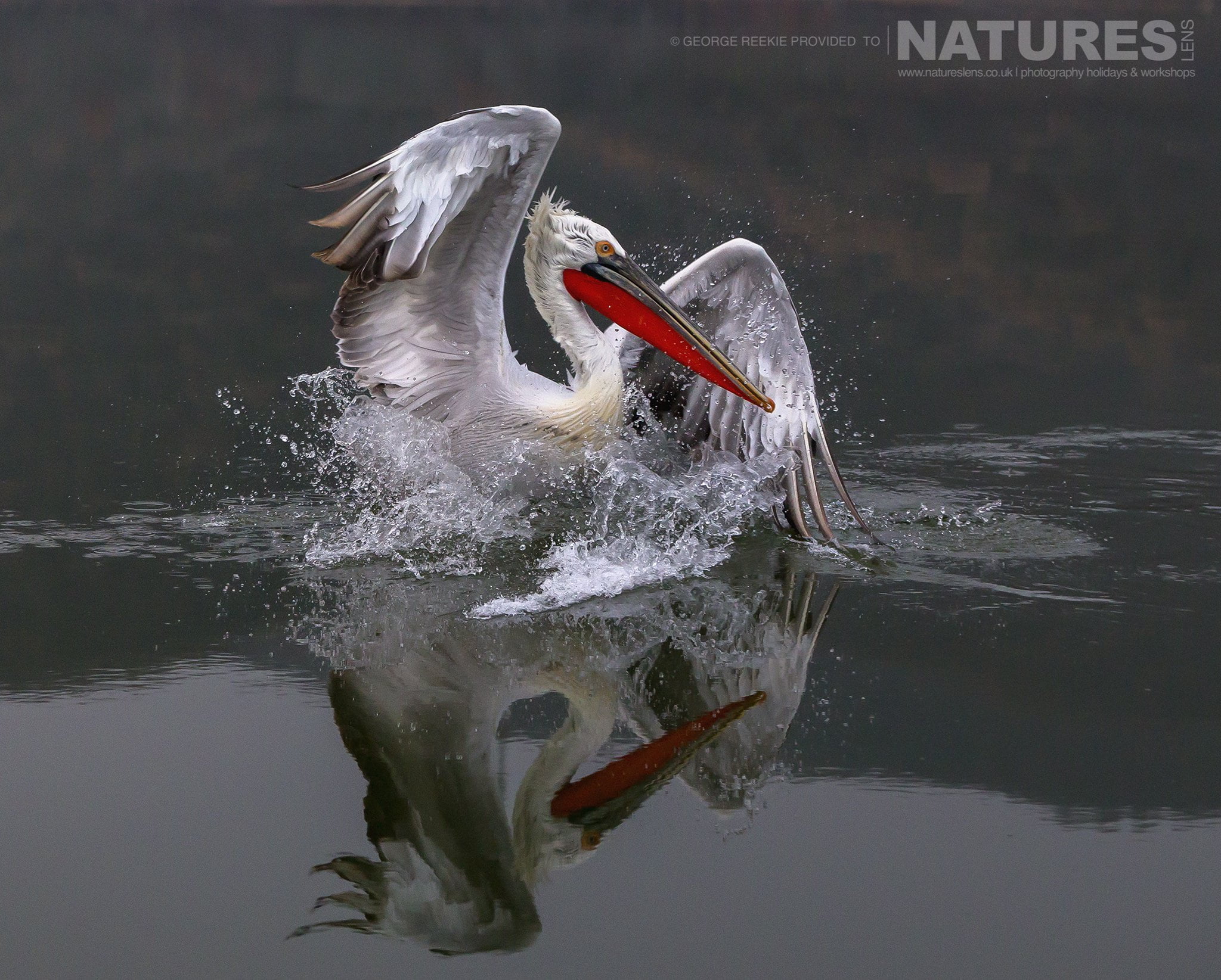 One Of Kerkinis Dalmatian Pelicans Making Quite A Splash In The Waters Of The Lake Photographed During One Of The Natureslens Dalmatian Pelican Photography Holidays