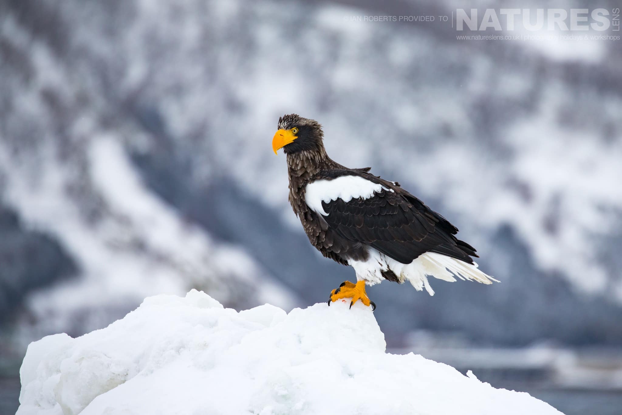 Perched On One Of The Pack Ice Icebergs One Of The Stellers Sea Eagles Photographed During The Winter Wildlife Of Japan Photography Holiday Perched On One Of The Pack Ice Icebergs One Of The Stellers Sea Eagles Photographed During The Winter Wildlife Of Japan Photography Holiday