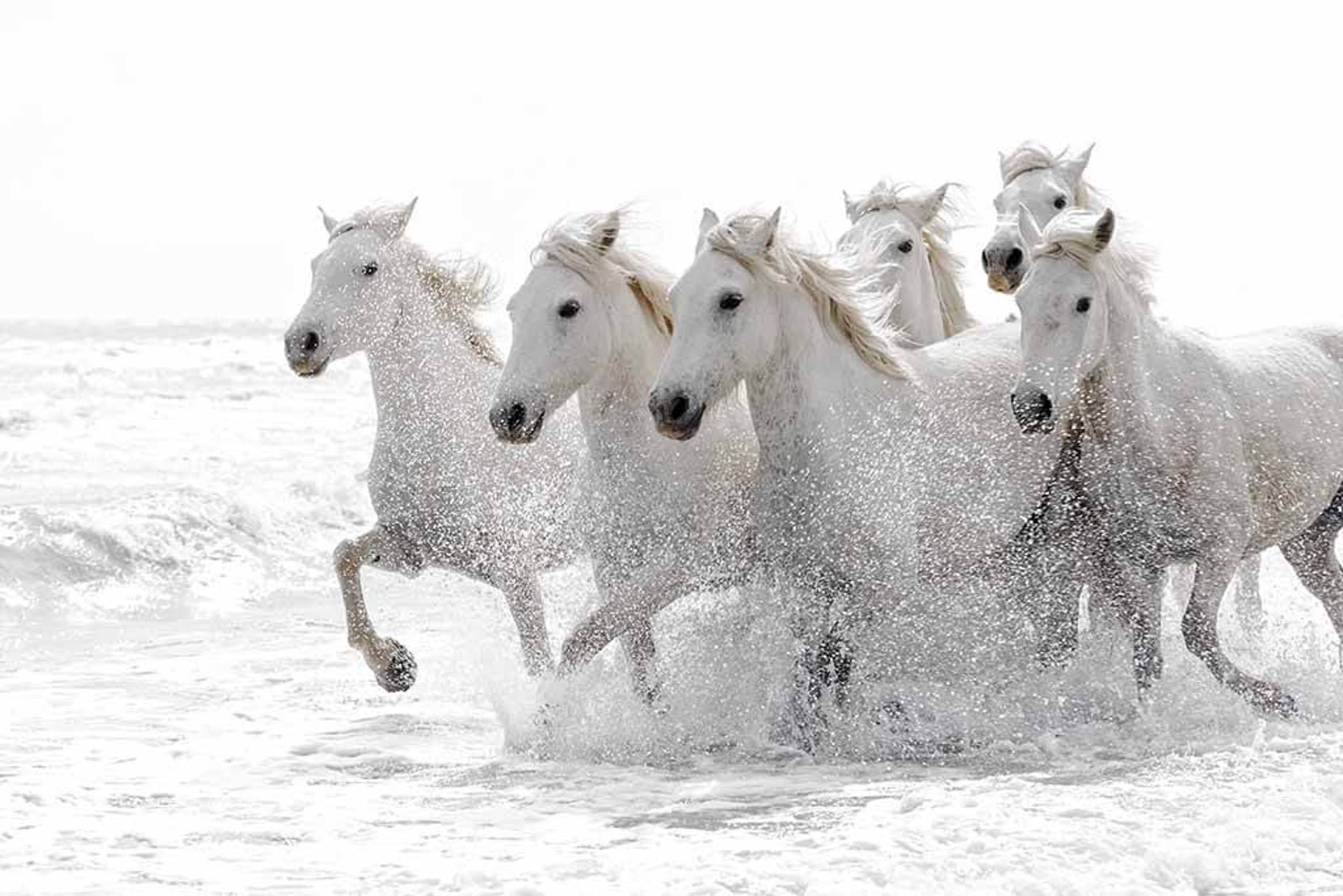 Wild White Horses In The Surf Typical Of The Type Of Image That May Be Captured During The Natureslens Wild White Horses Of The Camargue Photography Holiday