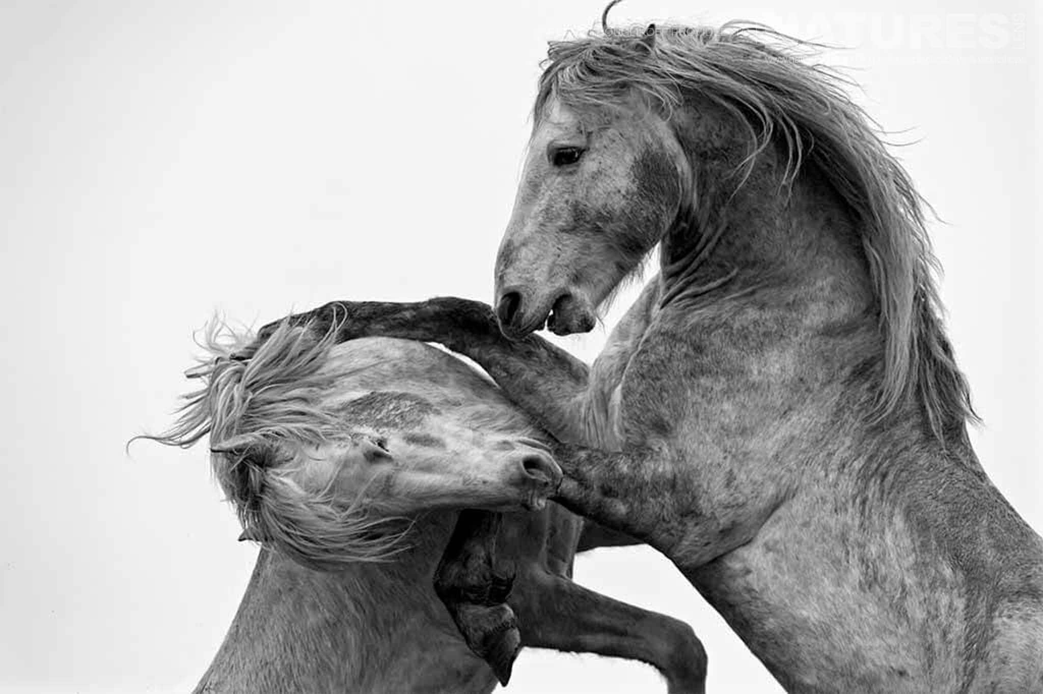Portrait Of Fighting Stallions Typical Of The Type Of Image That May Be Captured During The Natureslens Wild White Horses Of The Camargue Photography Holiday