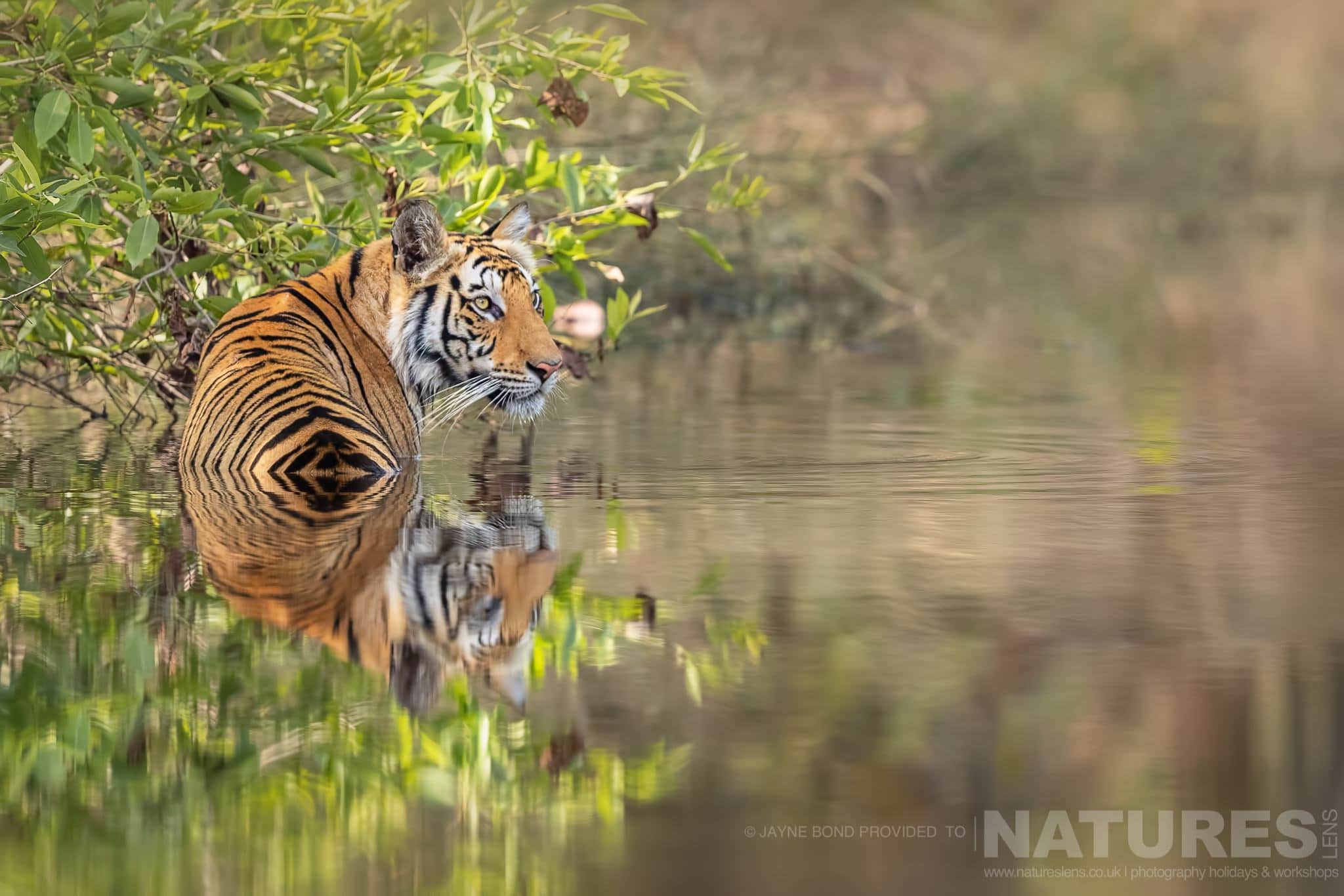 One Of Bandhavgarhs Tigers Cooling Off In One Of The Small Lakes Within The Reserve Photographed During The Natureslens Indias Bengal Tigers Of Bandhavgarh Photography Holiday One Of Bandhavgarhs Tigers Cooling Off In One Of The Small Lakes Within The Reserve Photographed During The Natureslens Indias Bengal Tigers Of Bandhavgarh Photography Holiday