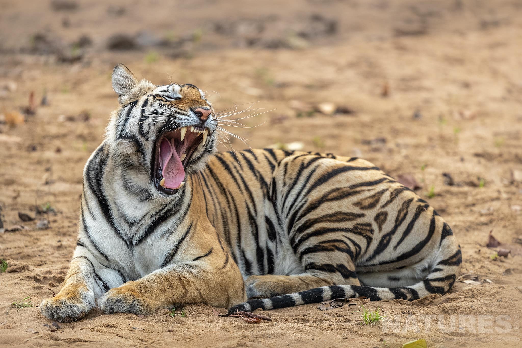 Join Us For The Tigers of Bandhavgarh Photography Tour
