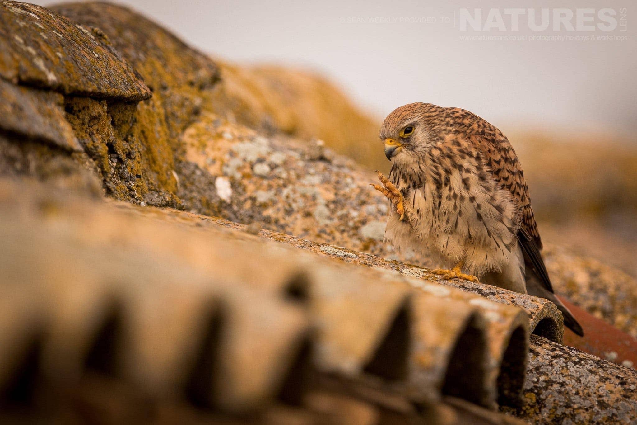 A 2018 visit to the fantastic Spanish Birds of Calera with NaturesLens in {acf_year}