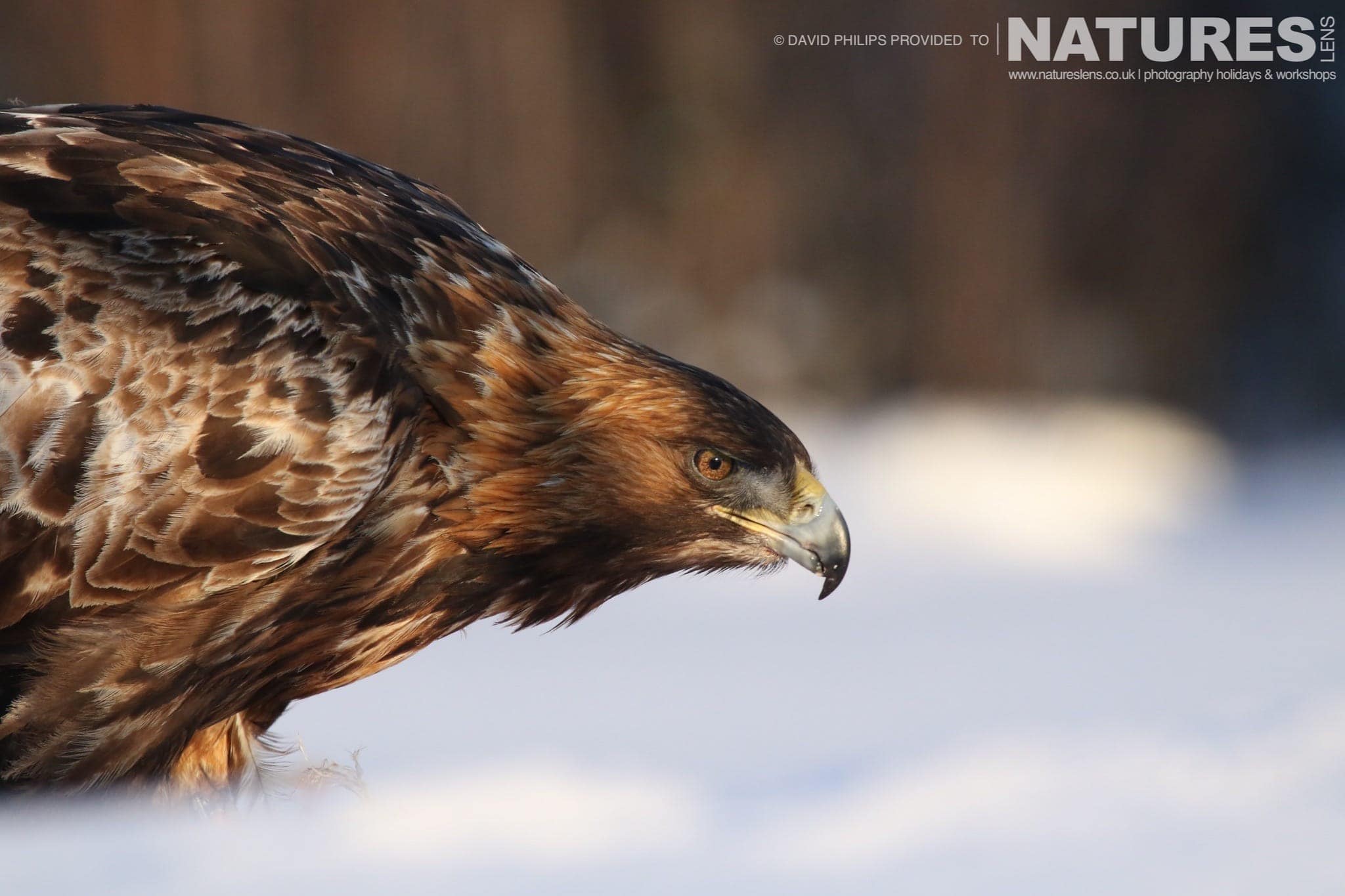 Golden Eagles of the Swedish Winter by David with NaturesLens in {acf_year}