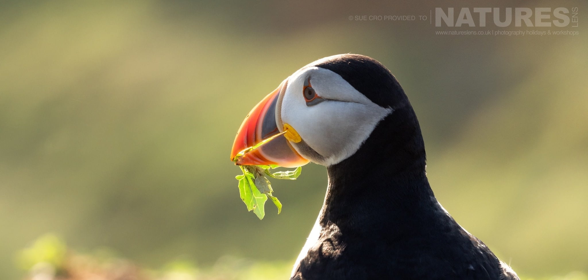 Illuminated By The Softer Evening Light This Puffin Poses For A Classic Skomer Image Photographed During The Natureslens Atlantic Puffins Of Skomer Photography Holiday