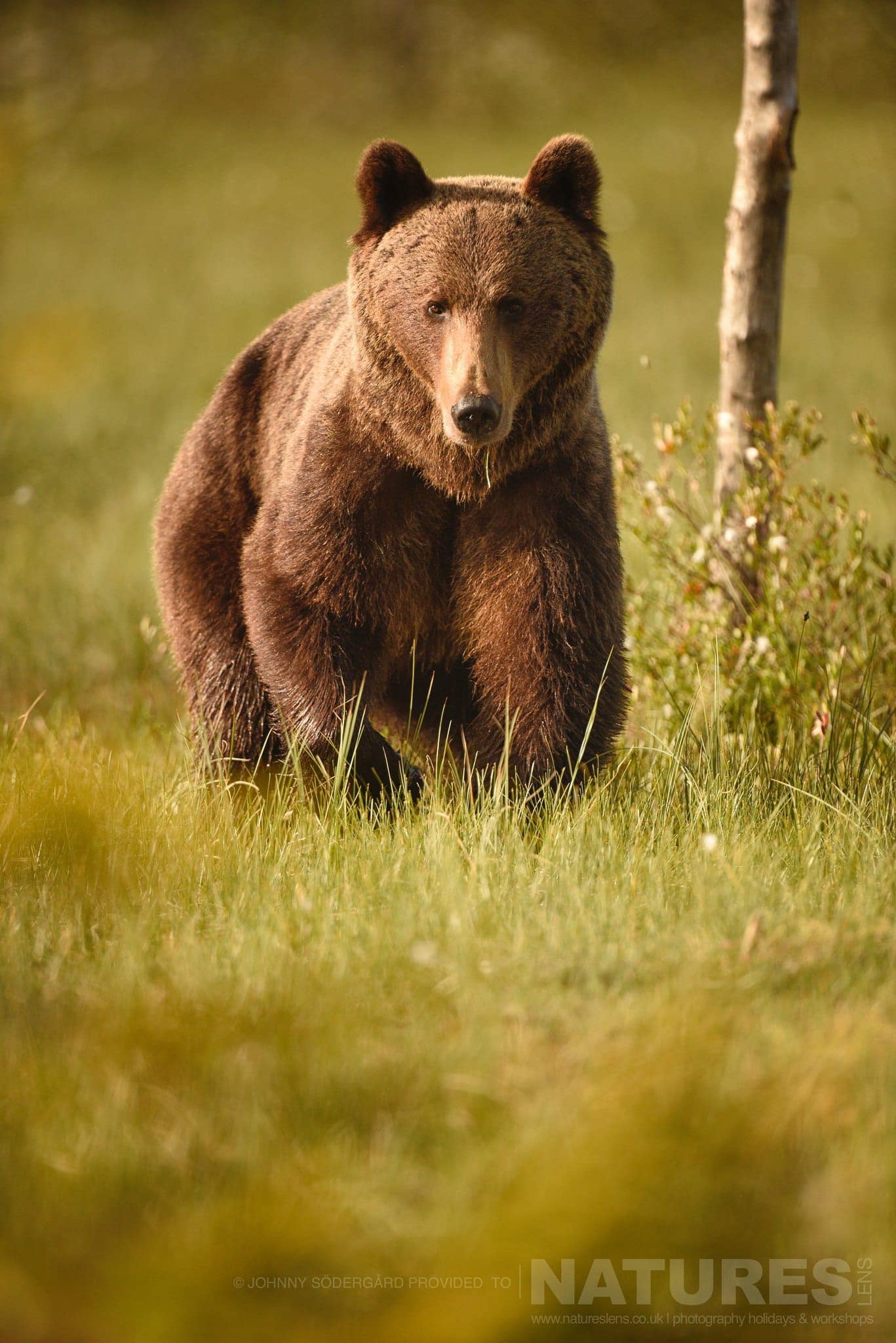 One Of The Large Bears Bathed In Golden Light Amongst The Cotton Grass Photographed By Johnny Sodergard During The Natureslens Wild Brown Bears Of Finland Photography Holiday