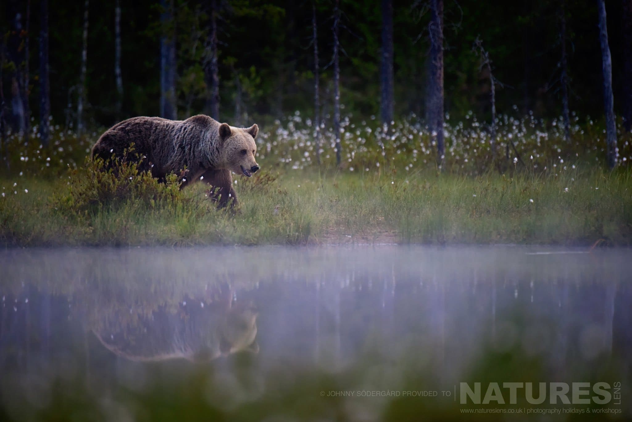 One Of The Large Bears Walks Alongside Is Reflected Within The Lake Photographed By Johnny Sodergard During The Natureslens Wild Brown Bears Of Finland Photography Holiday