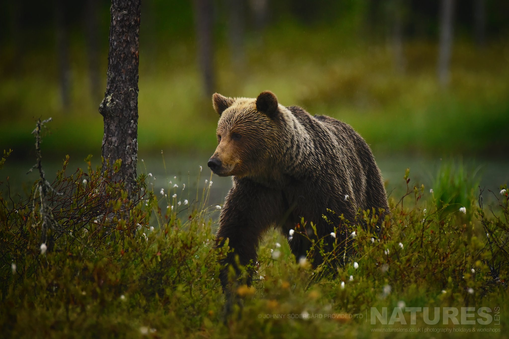 Join Us For The Brown Bears of Finland Photography Tour