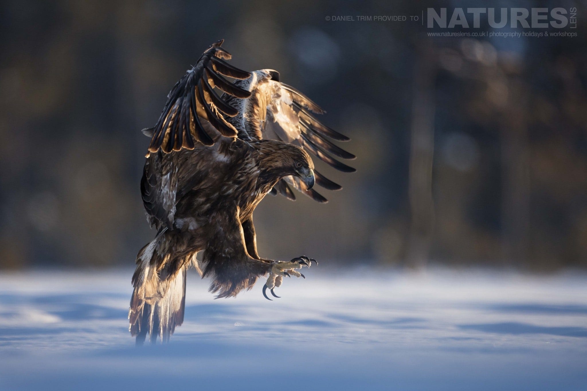 Coming In For A Landing On The Snow One Of The Golden Eagles Photographed During The Golden Eagles Of The Swedish Winter Photography Holiday