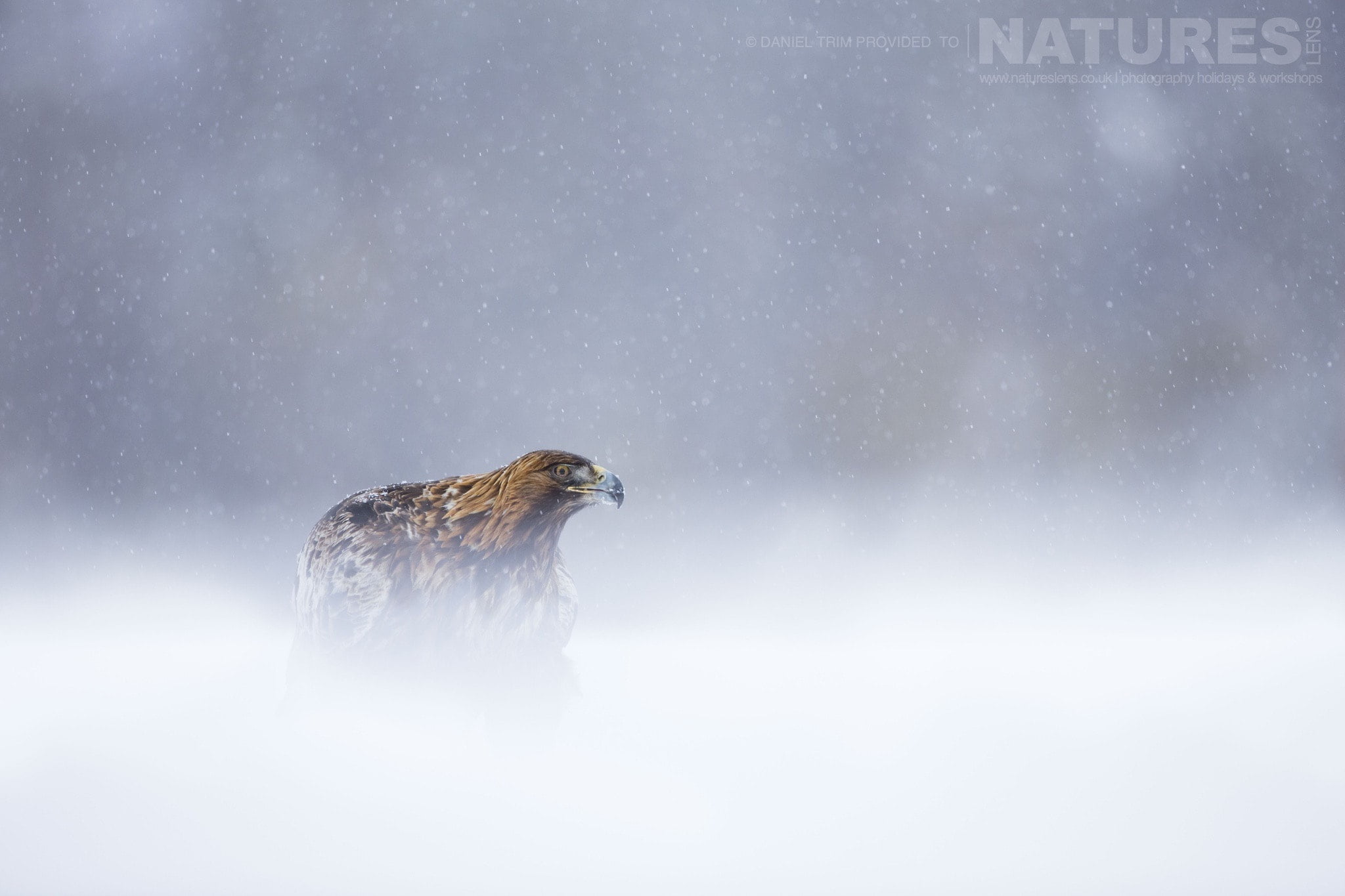 In A Snow Storm One Of The Golden Eagles Photographed During The Golden Eagles Of The Swedish Winter Photography Holiday