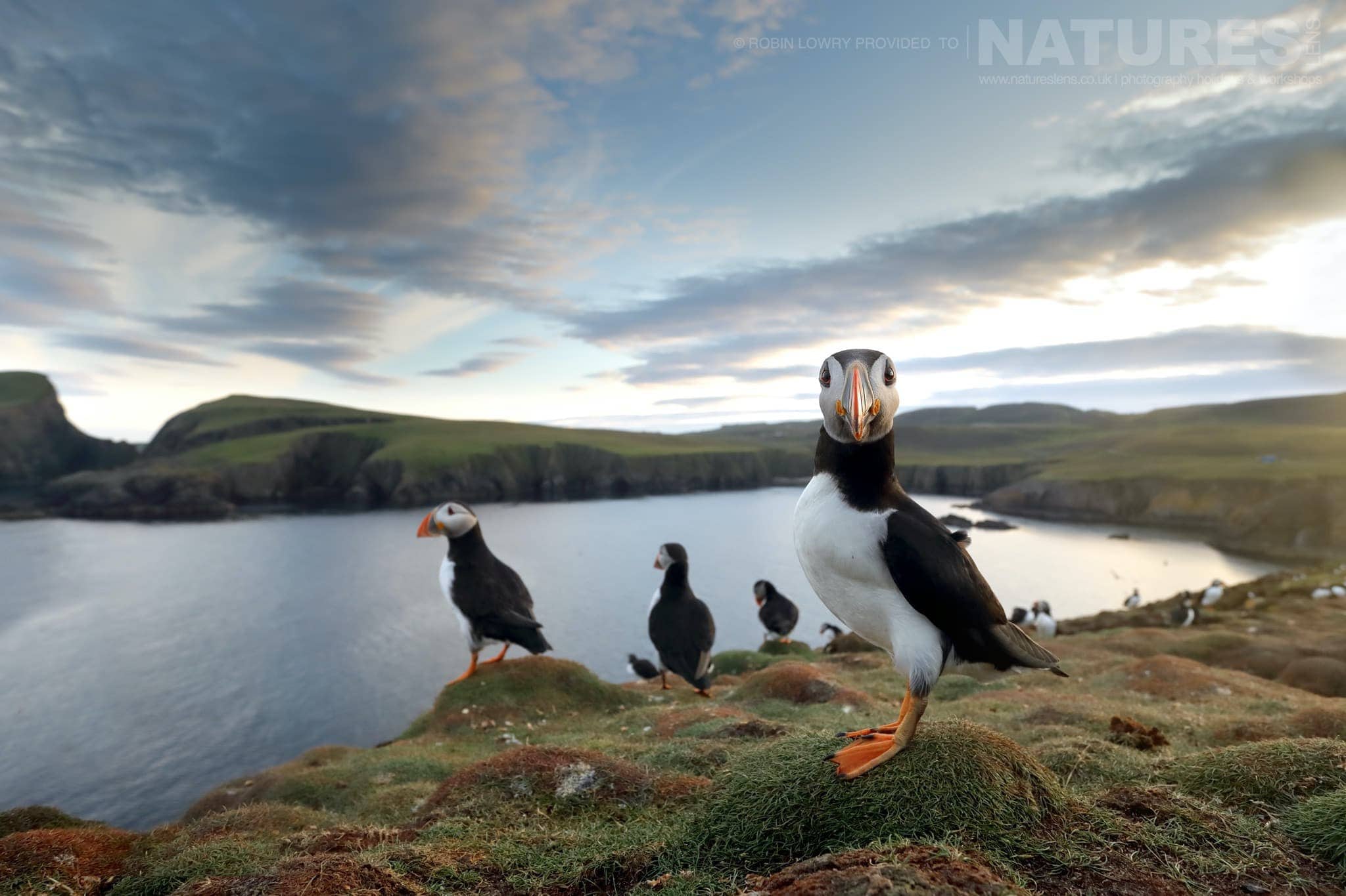 A Group Of Puffins On One Of The Headlands Photographed During The Natureslens Shetland Puffins Photography Holiday