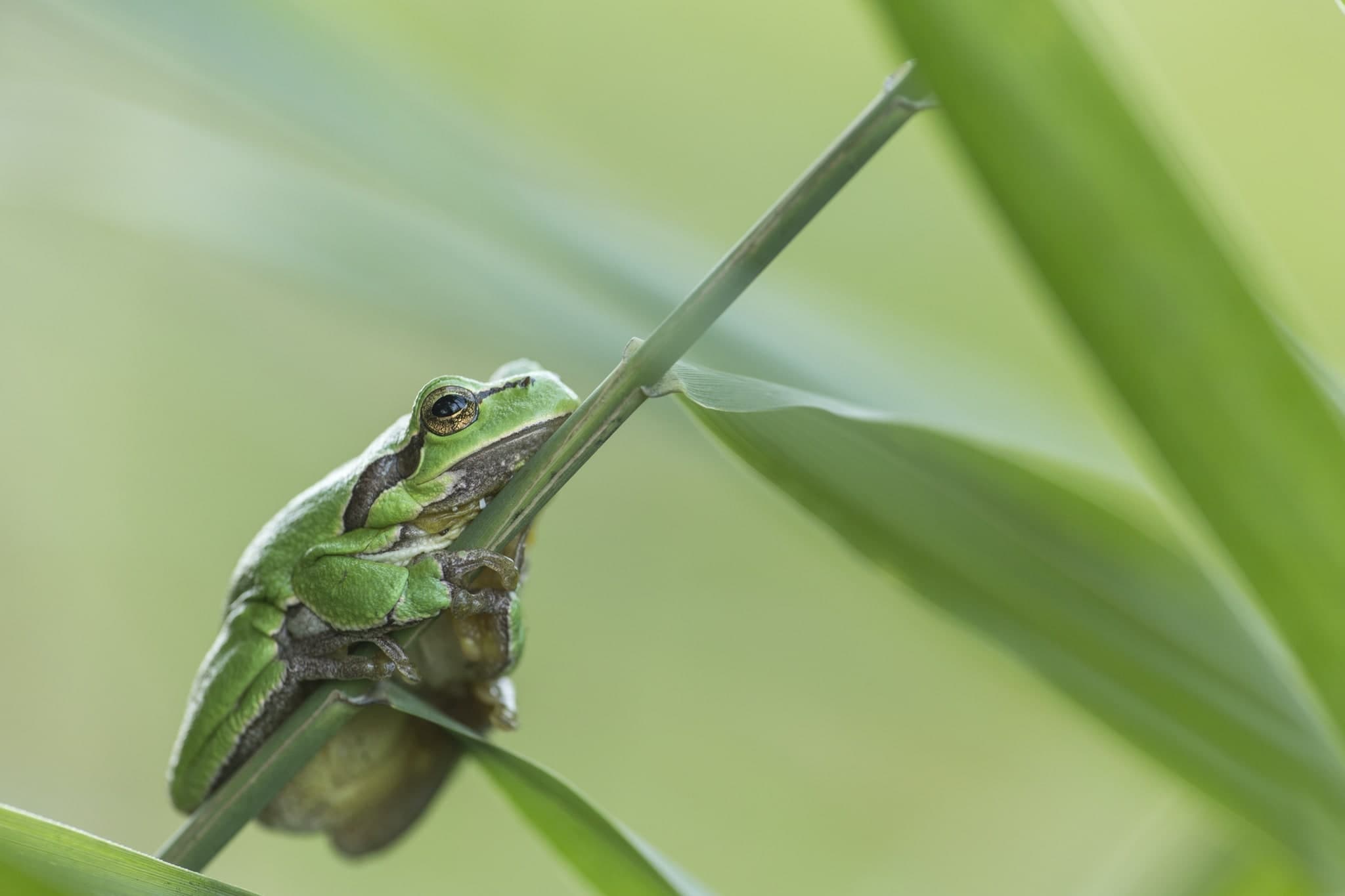 An Adult European Tree Frog One Of The Species That May Be Photographed During The Natureslens Reptiles Amphibians Of Bulgaria Photography Holiday 1