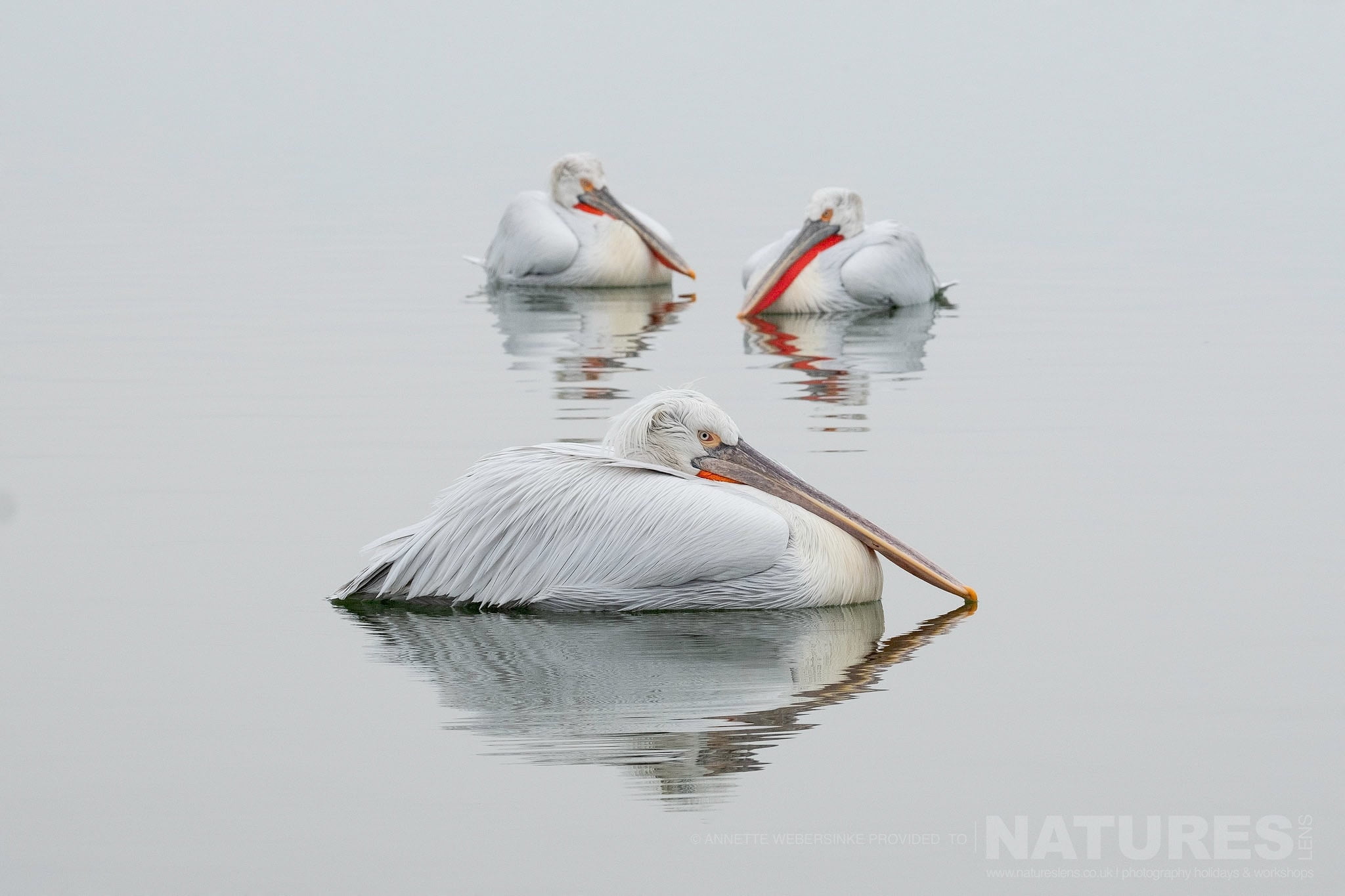 A Beautiful Trio Of Dalmatian Pelicans Photographed During One Of The Natureslens Dalmatian Pelican Photography Tours