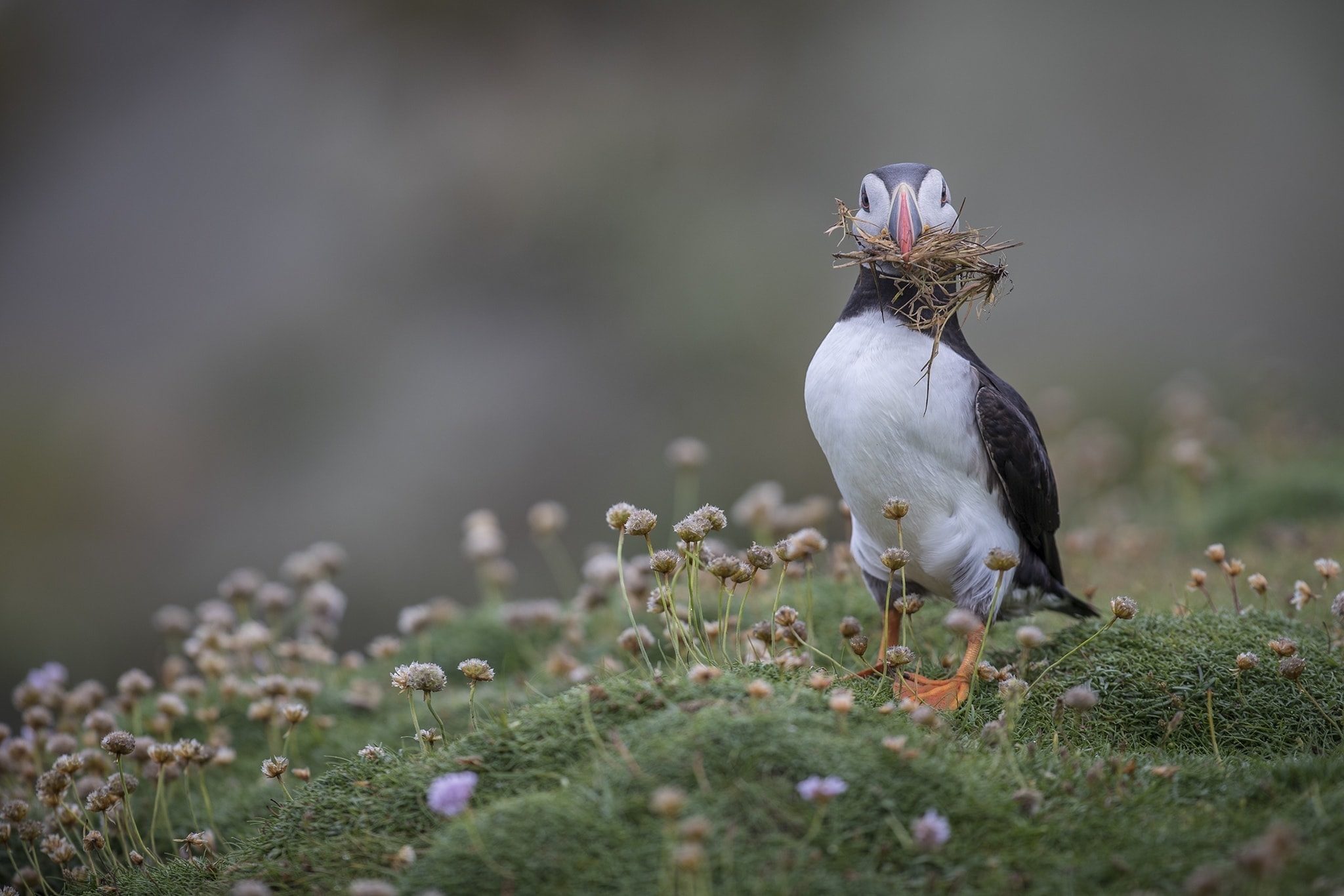 2027 Atlantic Puffins of Fair Isle Photography Holiday with NaturesLens in {acf_year}