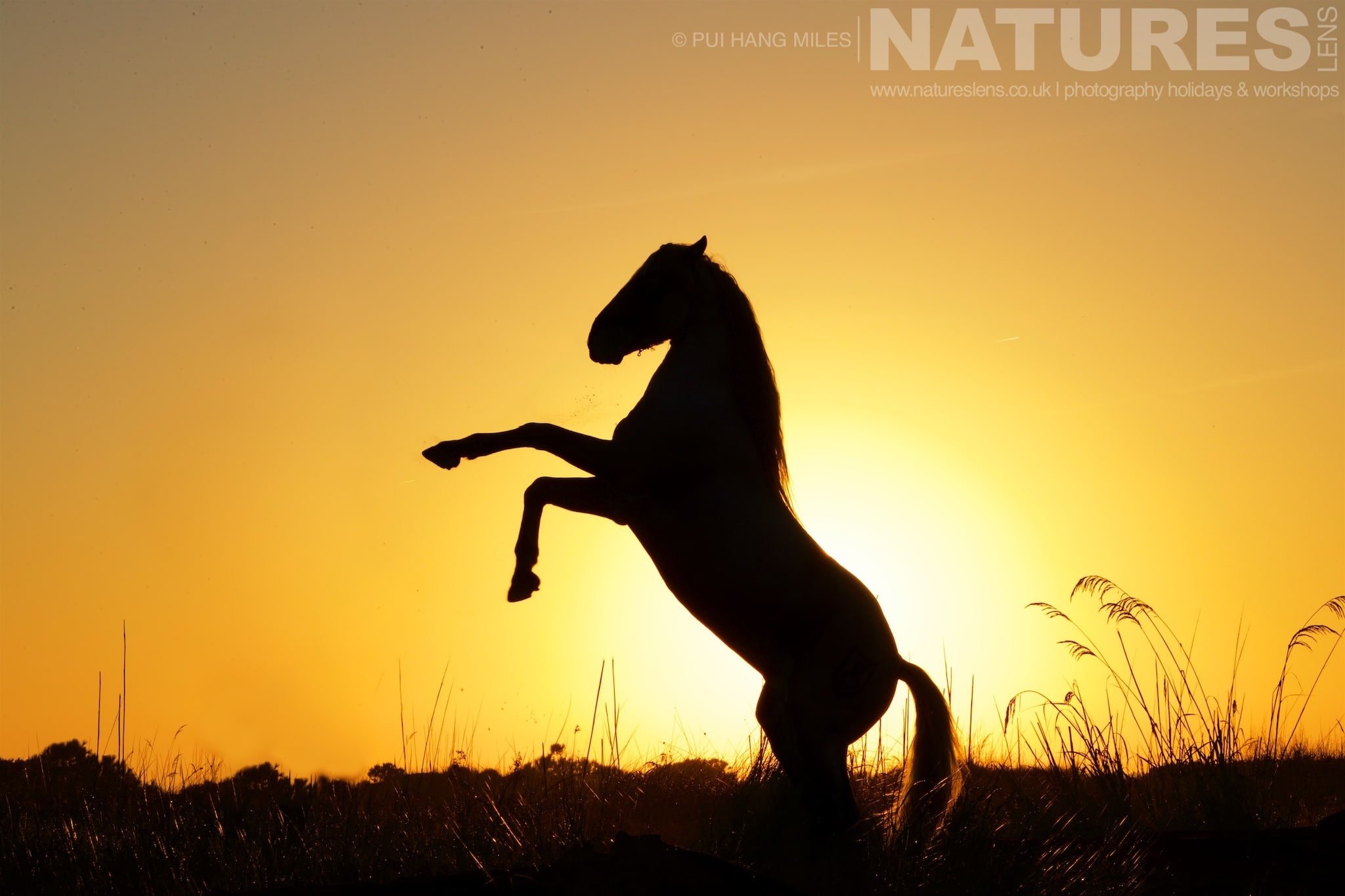 White Horses of the Camargue Photography – A Minimalist Approach with NaturesLens in {acf_year}
