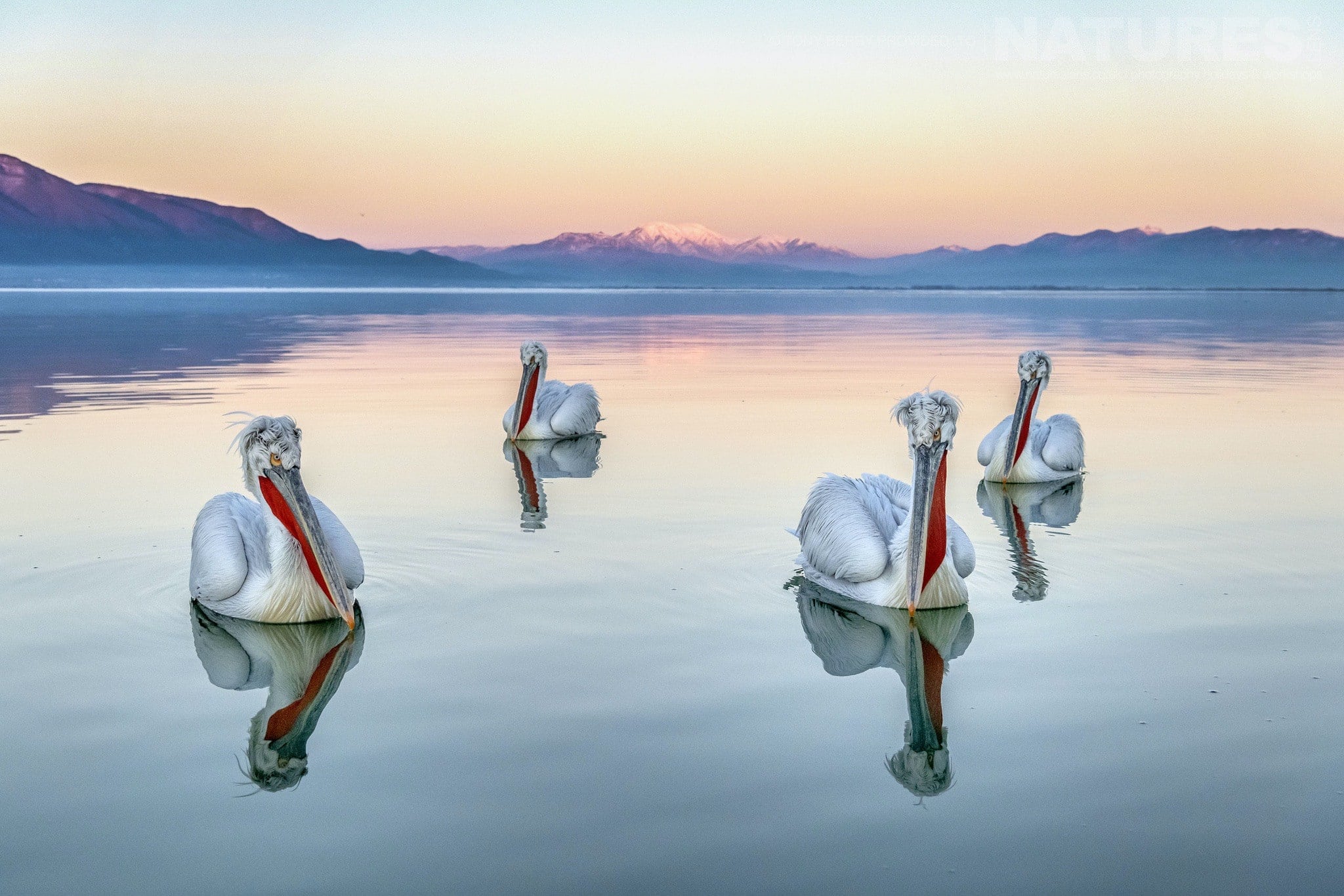 12 mesmerizing images of the Dalmatian Pelicans of Kerkini with NaturesLens in {acf_year}