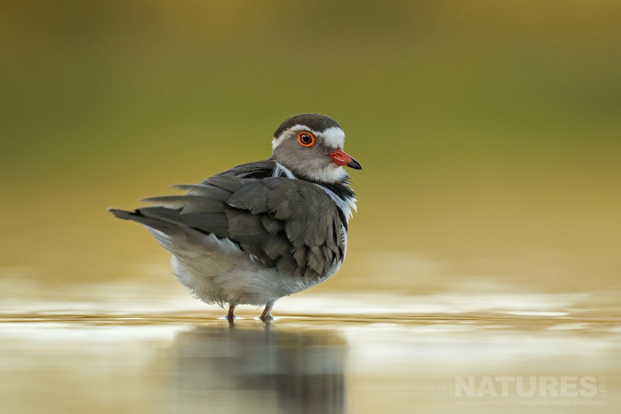 11 Stunning Images from Alan’s Zimanga Photography Safari with NaturesLens in {acf_year}