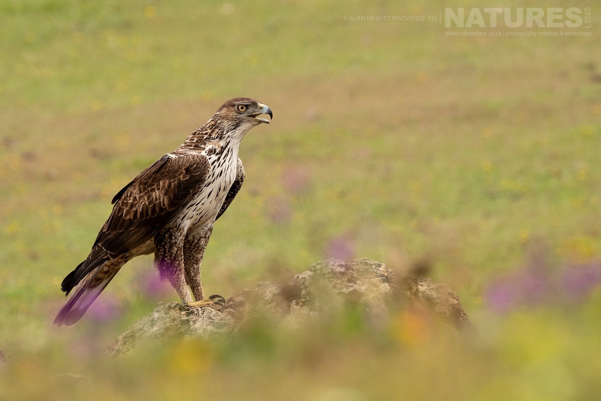 10 images of the diverse birdlife of Spain’s Sierra Morena with NaturesLens in {acf_year}