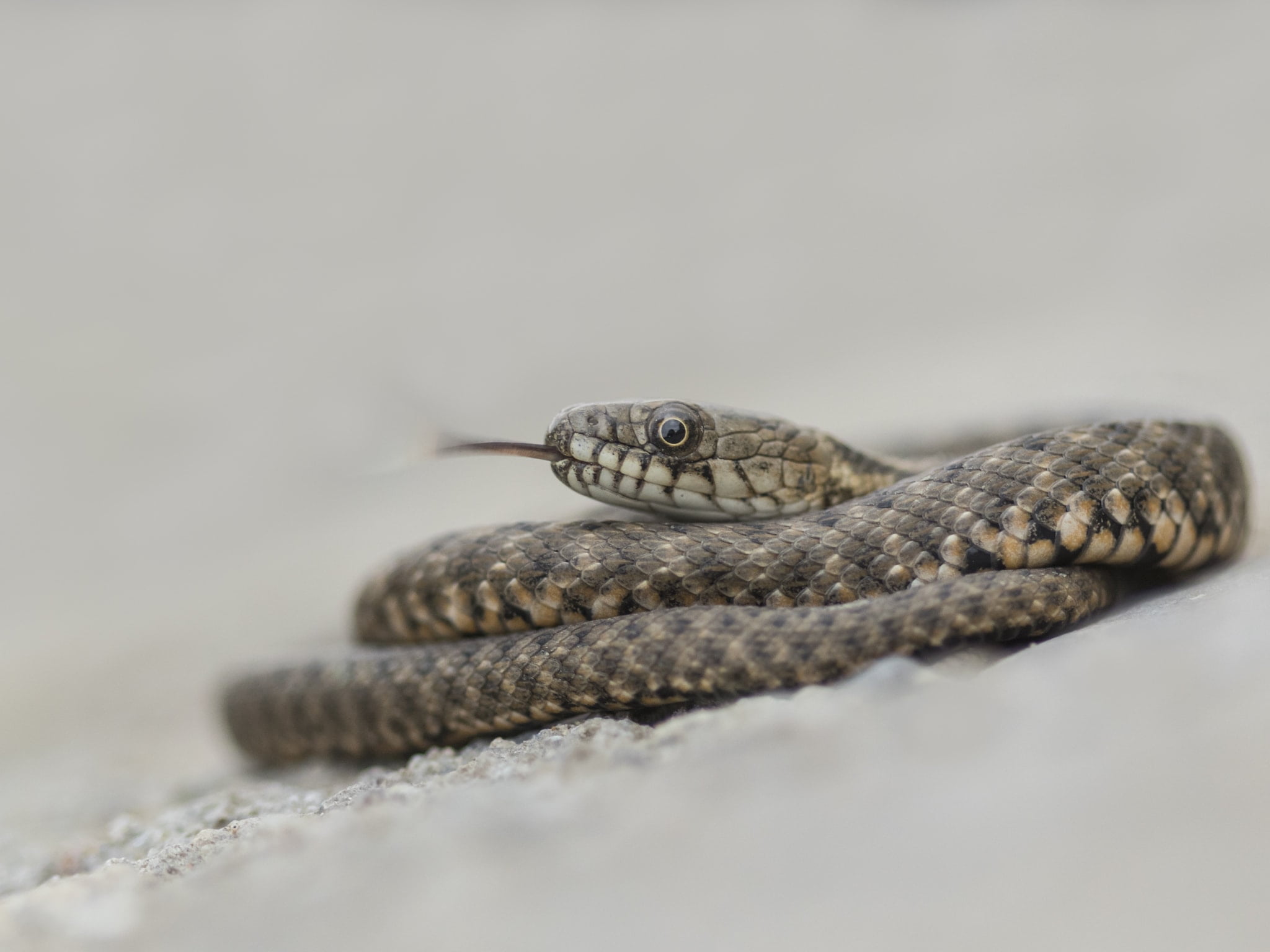 6 Species Of Snakes Found In Bulgaria