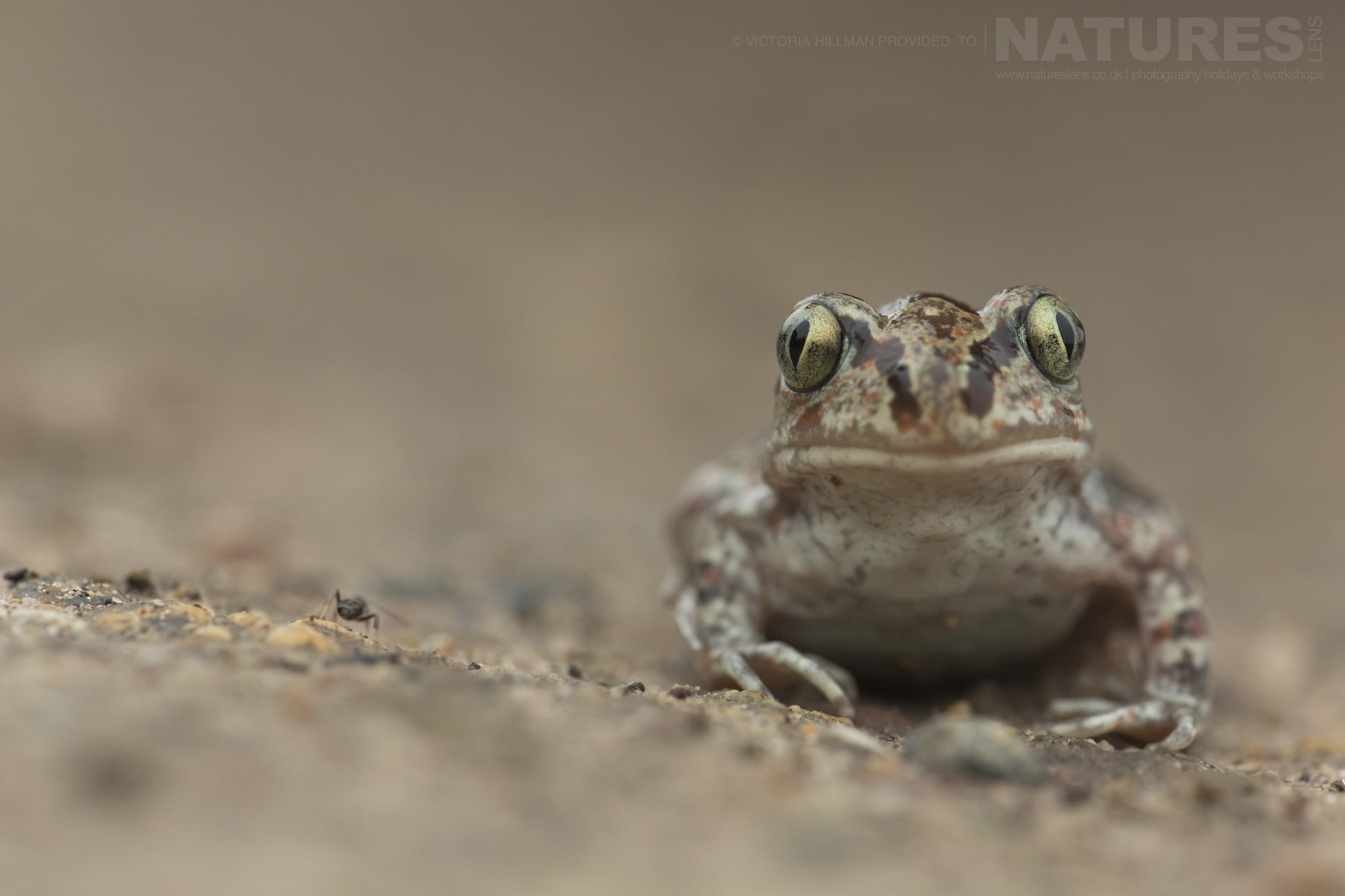 30 images of the diminutive Reptiles & Amphibians of Bulgaria with NaturesLens in {acf_year}