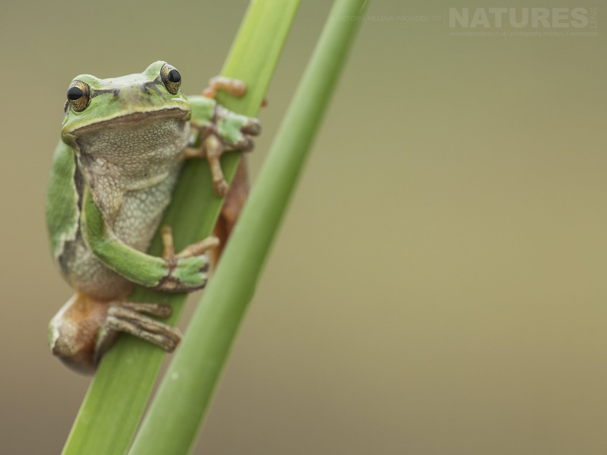 8 Images Of The Fabulous Tree Frogs Of Bulgaria