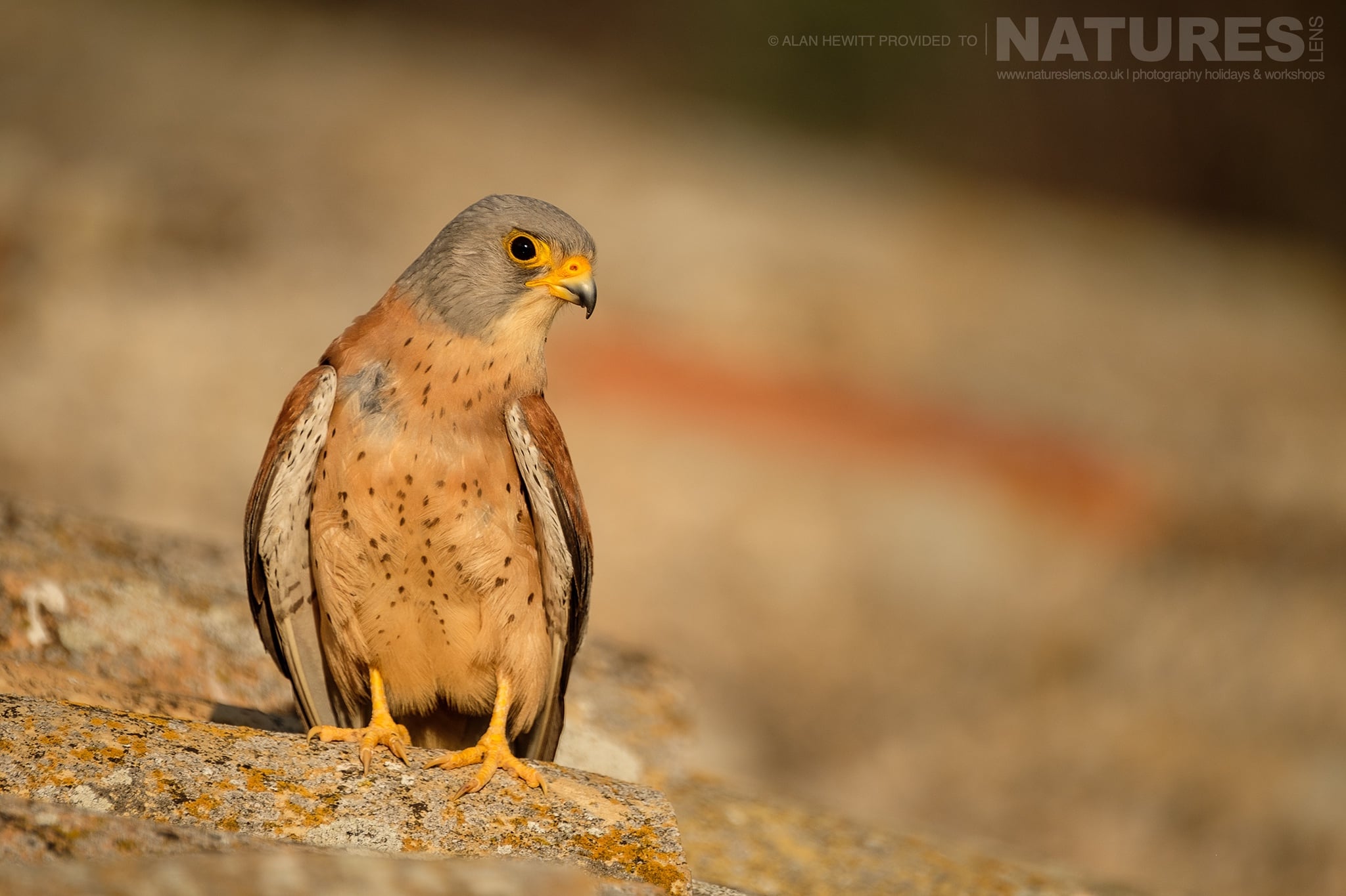 15 images of the diverse birdlife of Spain’s plains of Calera with NaturesLens in {acf_year}