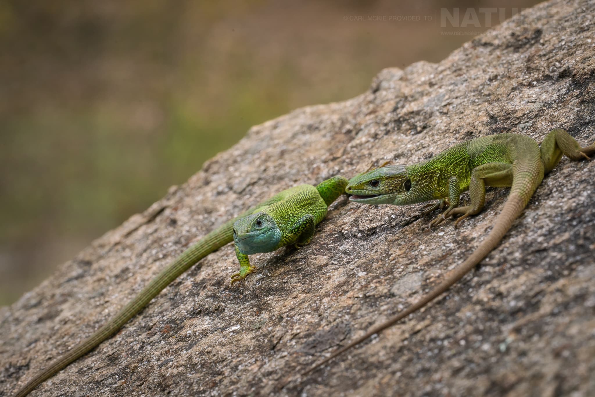 A Pair Of Eastern Green Lizard Both Male Female Together Photographed During The Natureslens Reptiles Amphibians Of Bulgaria Photography Holiday