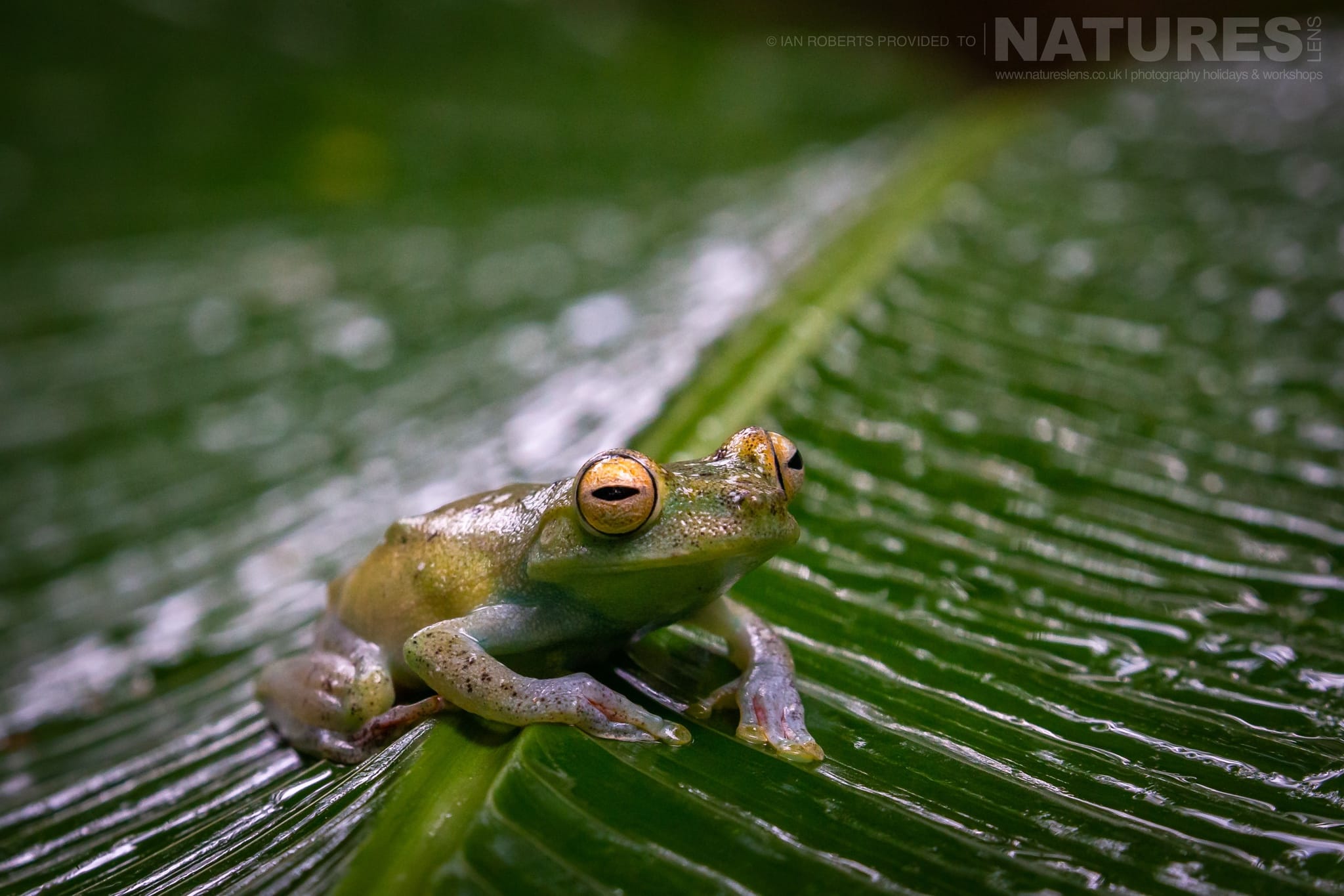 14 days with the astonishing wildlife of Costa Rica with NaturesLens in {acf_year}