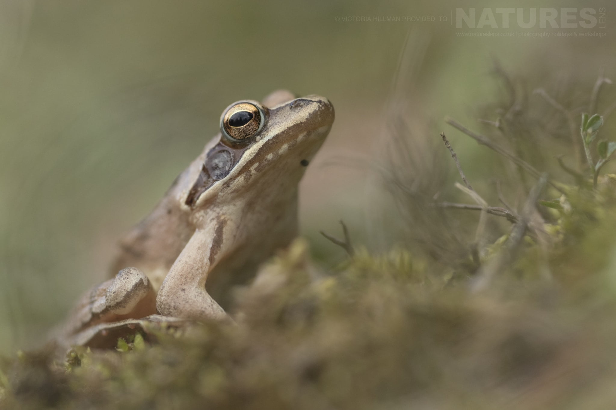 Join Us For The Reptiles & Amphibians in Bulgaria Photography Tour