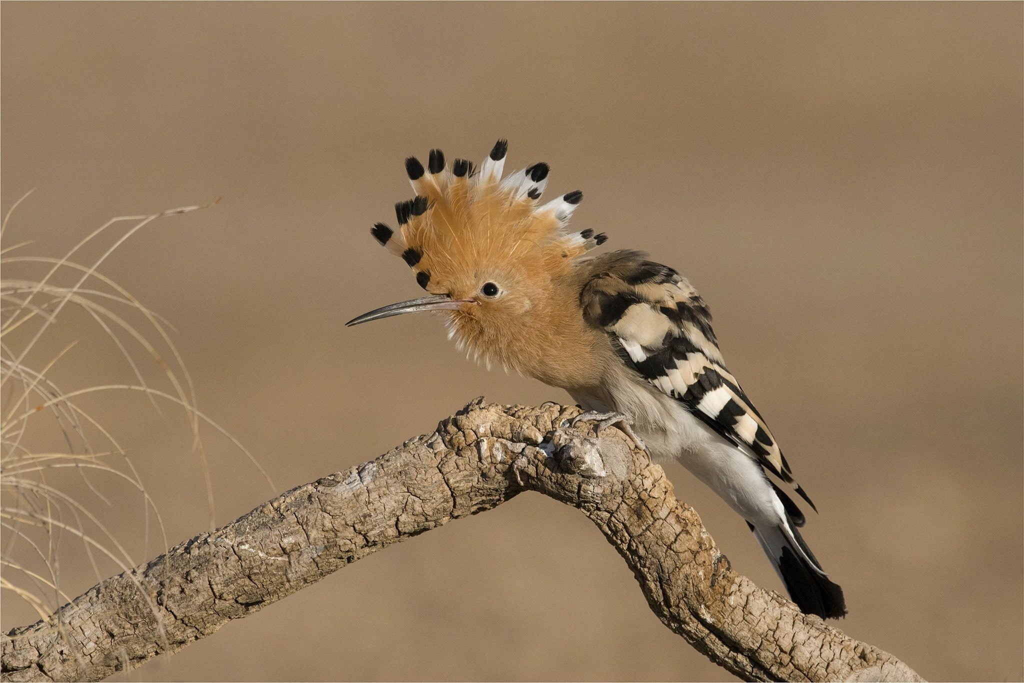 A Crouched Hoopoe Photographed During The Spanish Birdlife Of Toledo Photography Holiday 1