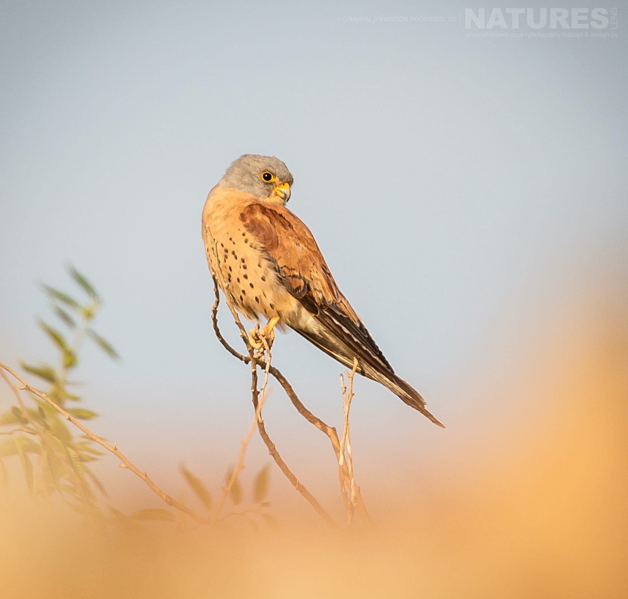 A Lesser Kestrel Perched On A Tree Photographed During The Natureslens Spanish Wildlife Birdlife Of Toledo Photography Holiday
