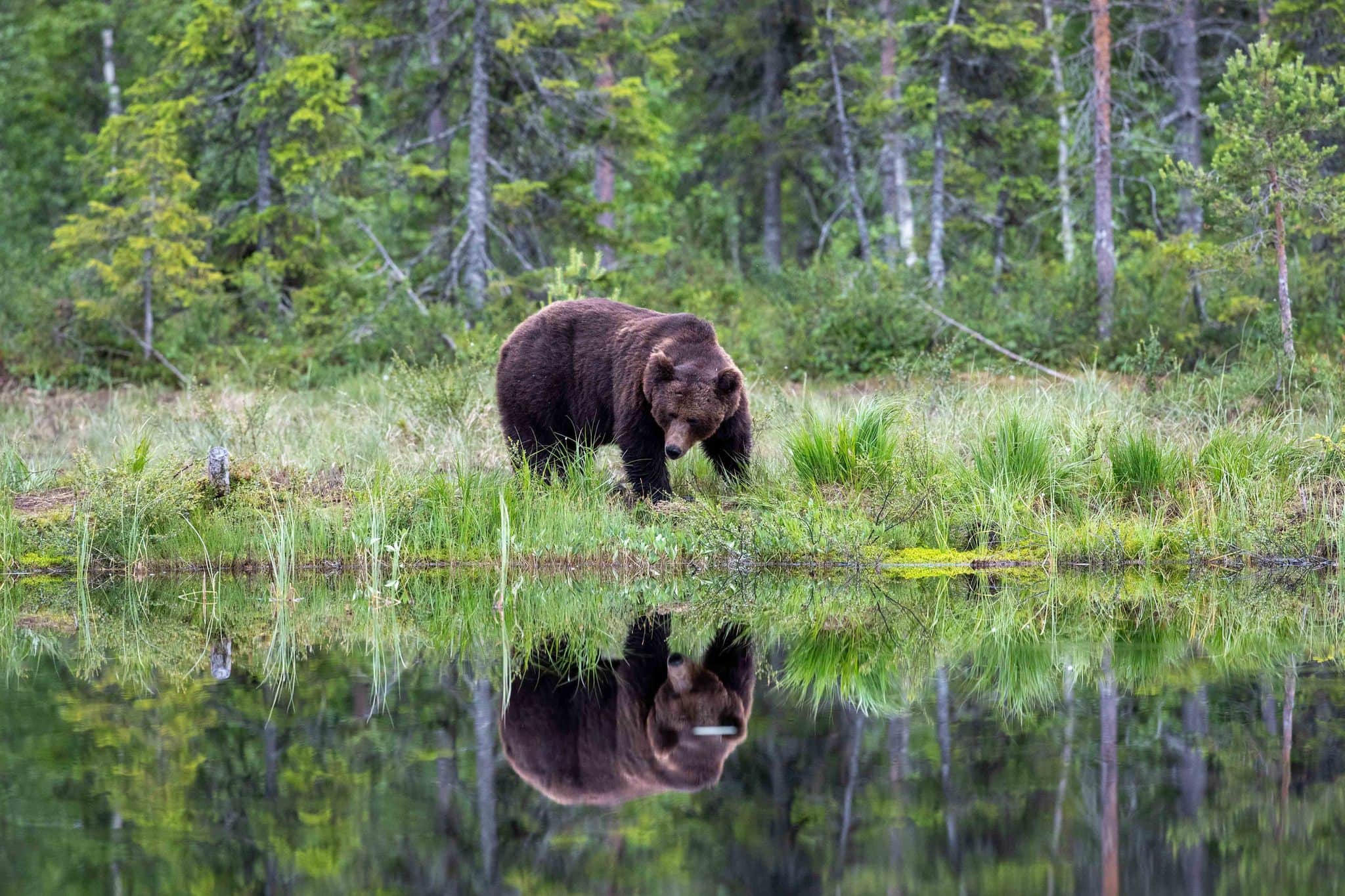 12 fabulous images of the Majestic Brown Bears & Cubs of Finland with NaturesLens in {acf_year}