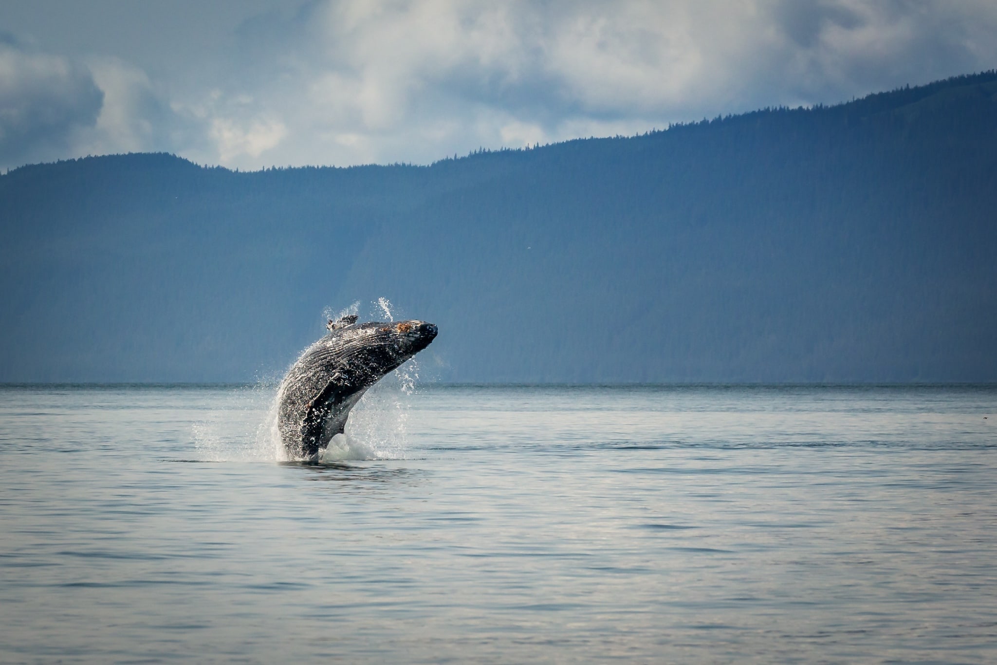 18 images of the amazing landscapes & wildlife of Alaska with NaturesLens in {acf_year}