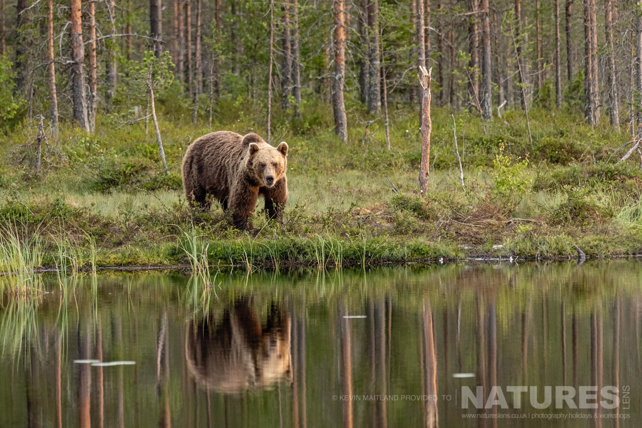 10 images of the awesome Brown Bears & Cubs of Finland with NaturesLens in {acf_year}