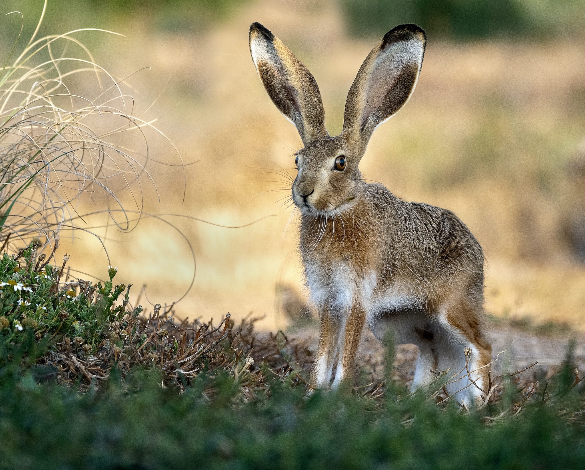 17 images of the fantastic Wildlife & Birdlife of Toledo with NaturesLens in {acf_year}
