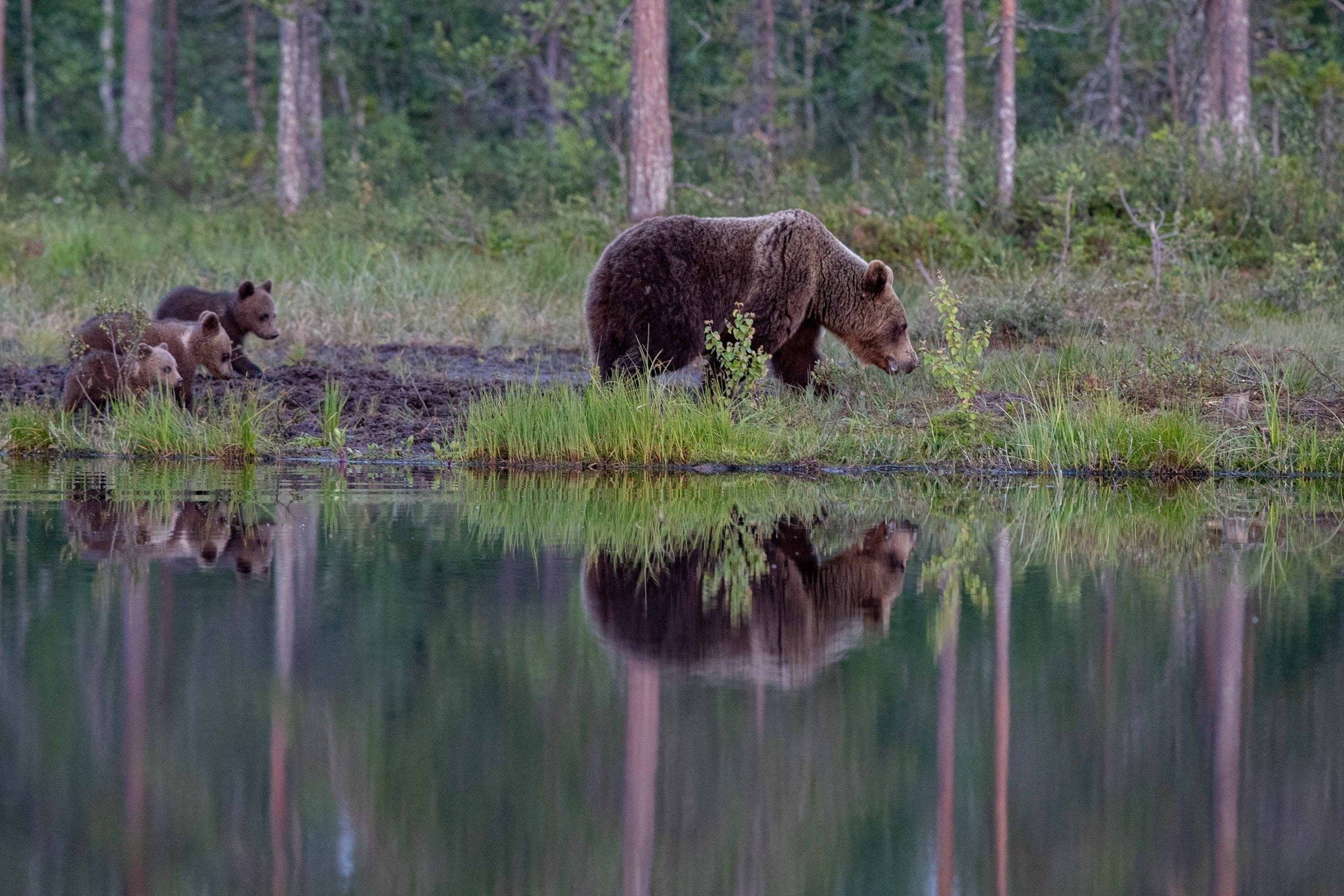 12 awesome images of the Brown Bears of Finland with NaturesLens in {acf_year}