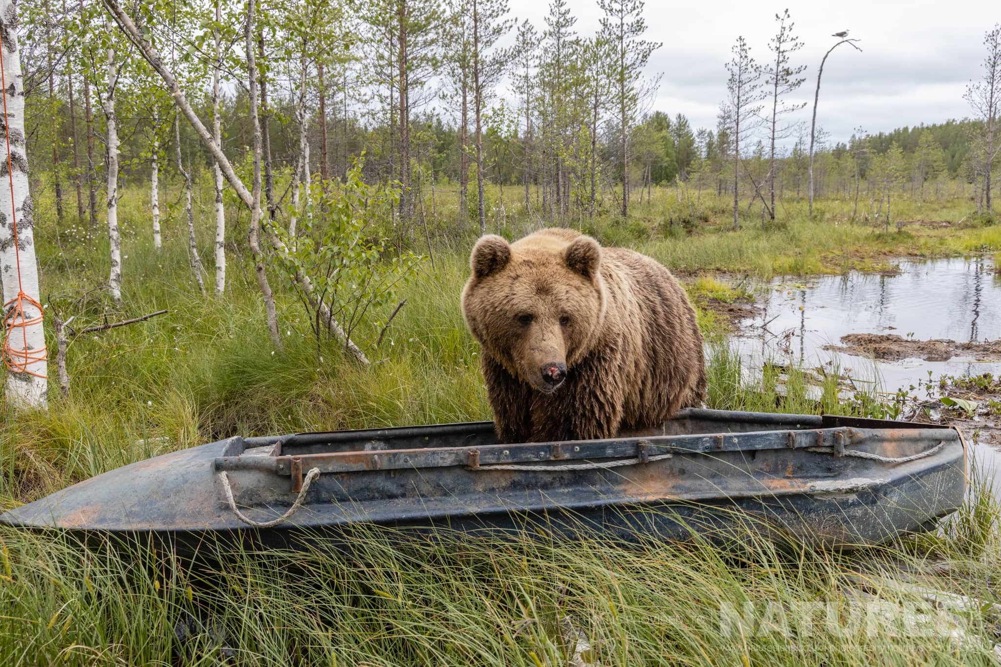 12 images of the fabulous Brown Bears & Cubs of Finland with NaturesLens in {acf_year}