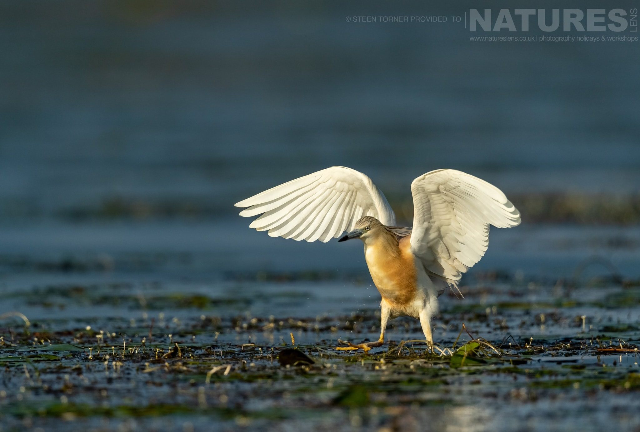 9 Images Showing Off The Beautiful Birds Of Lake Kerkini