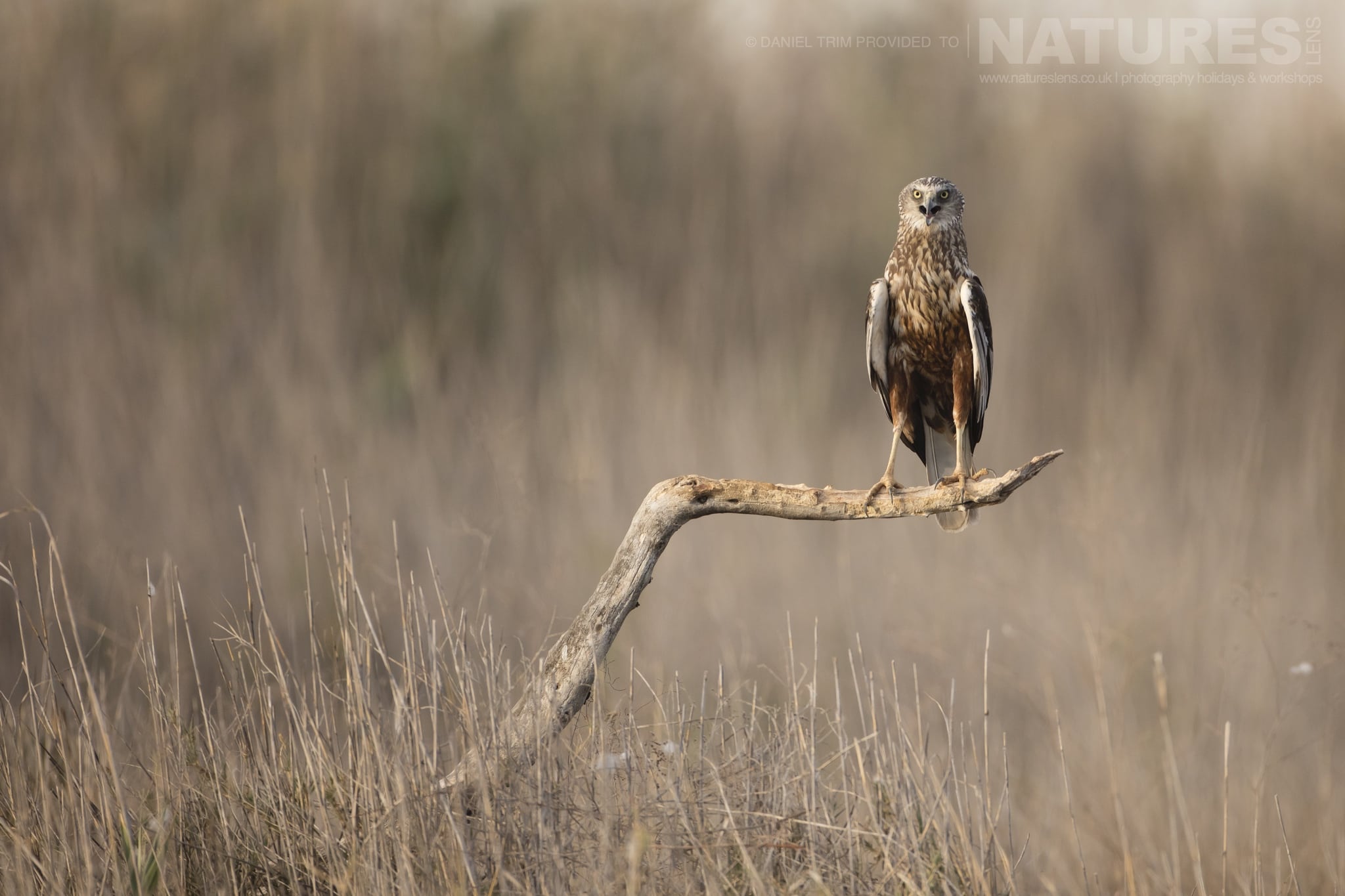 21 fabulous images of the wildlife of Laguna del Taray with NaturesLens in {acf_year}
