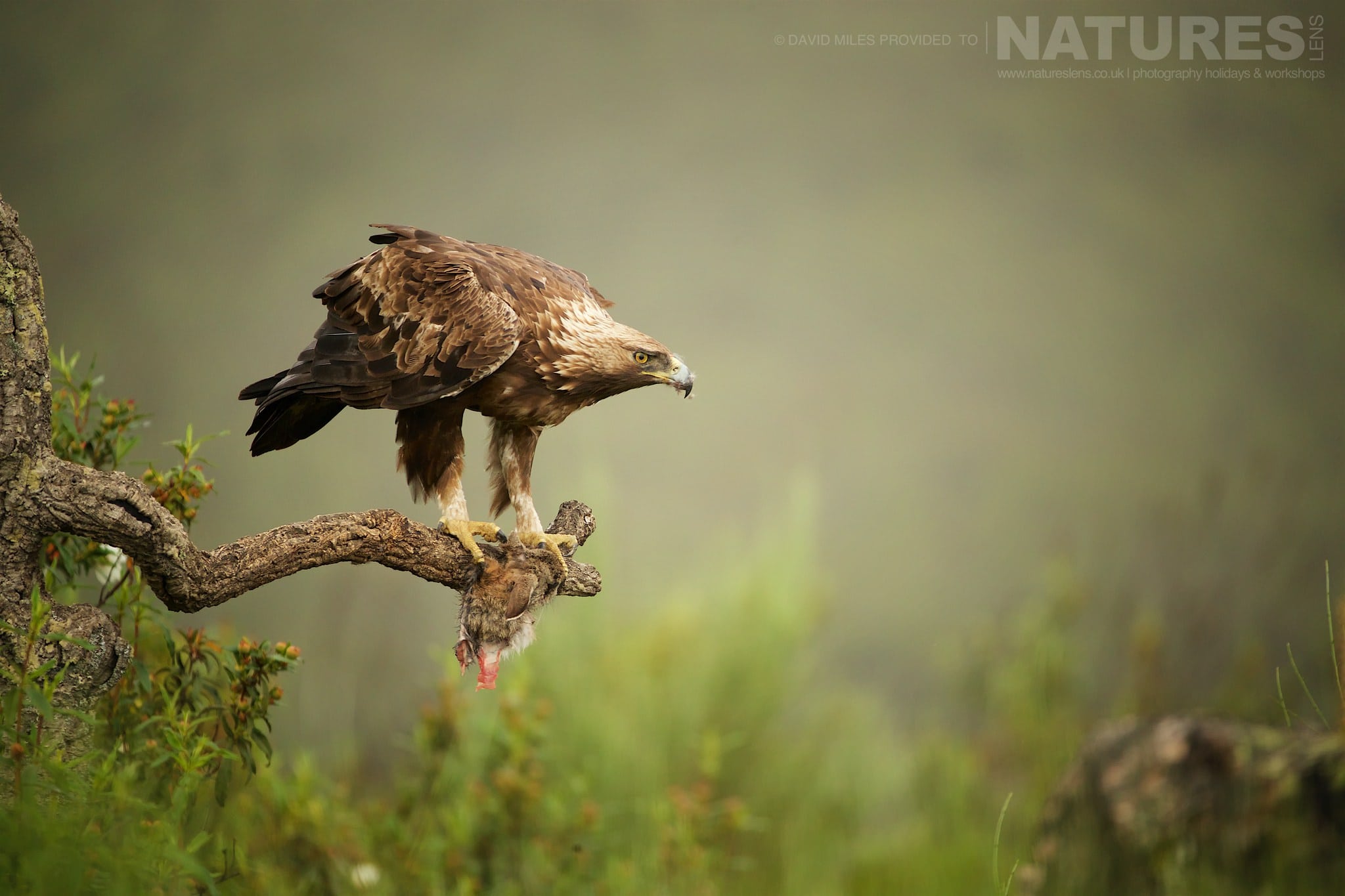 One Of The Amazing Golden Eagles Found At The Mountain Side Hide Photographed On The Estate Used For The Natureslens Eagles Of Extremadura Photography Holiday