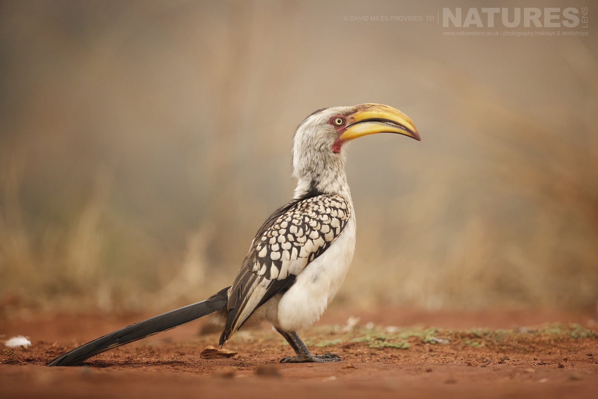 Yellow Beaked Hornbill Photographed On The Zimanga Wildlife Hides And Safaris Tour Led By Natureslens